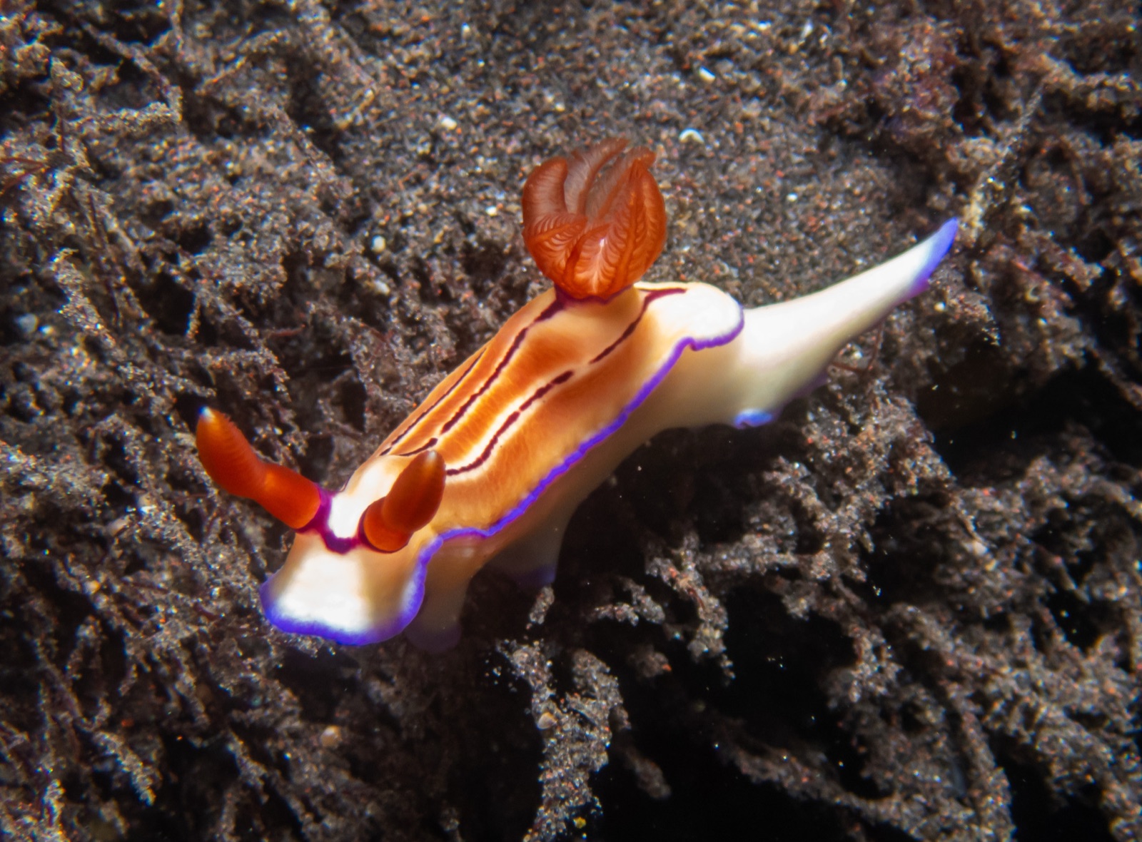 Photo of Emma's hypselodoris (Hypselodoris emma)