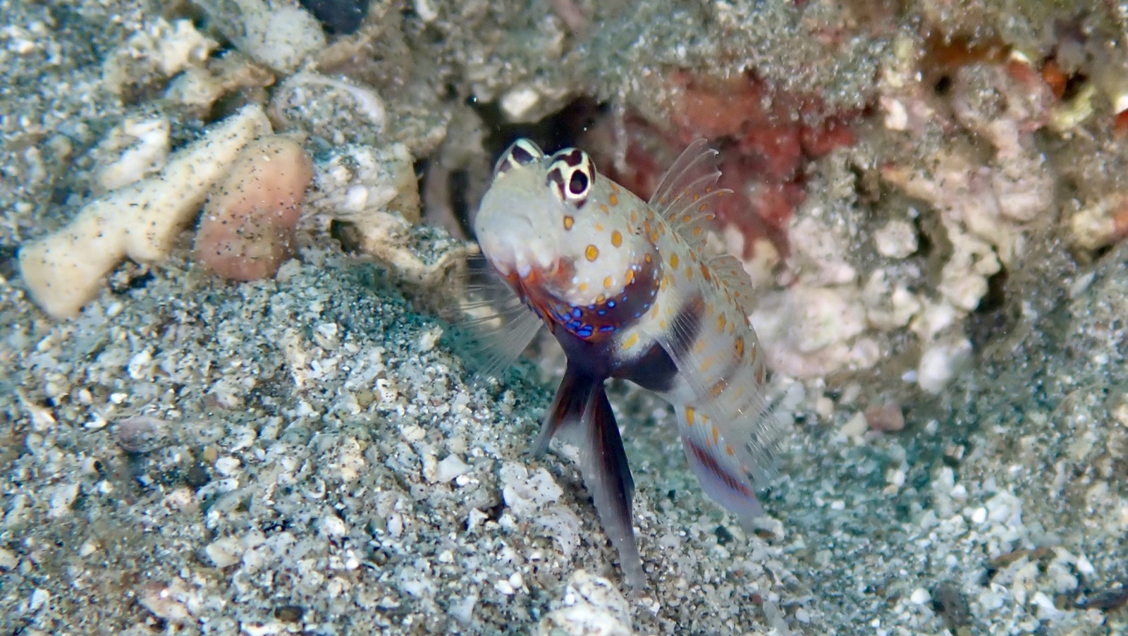 Photo of Spotted shrimpgoby (Amblyeleotris guttata)