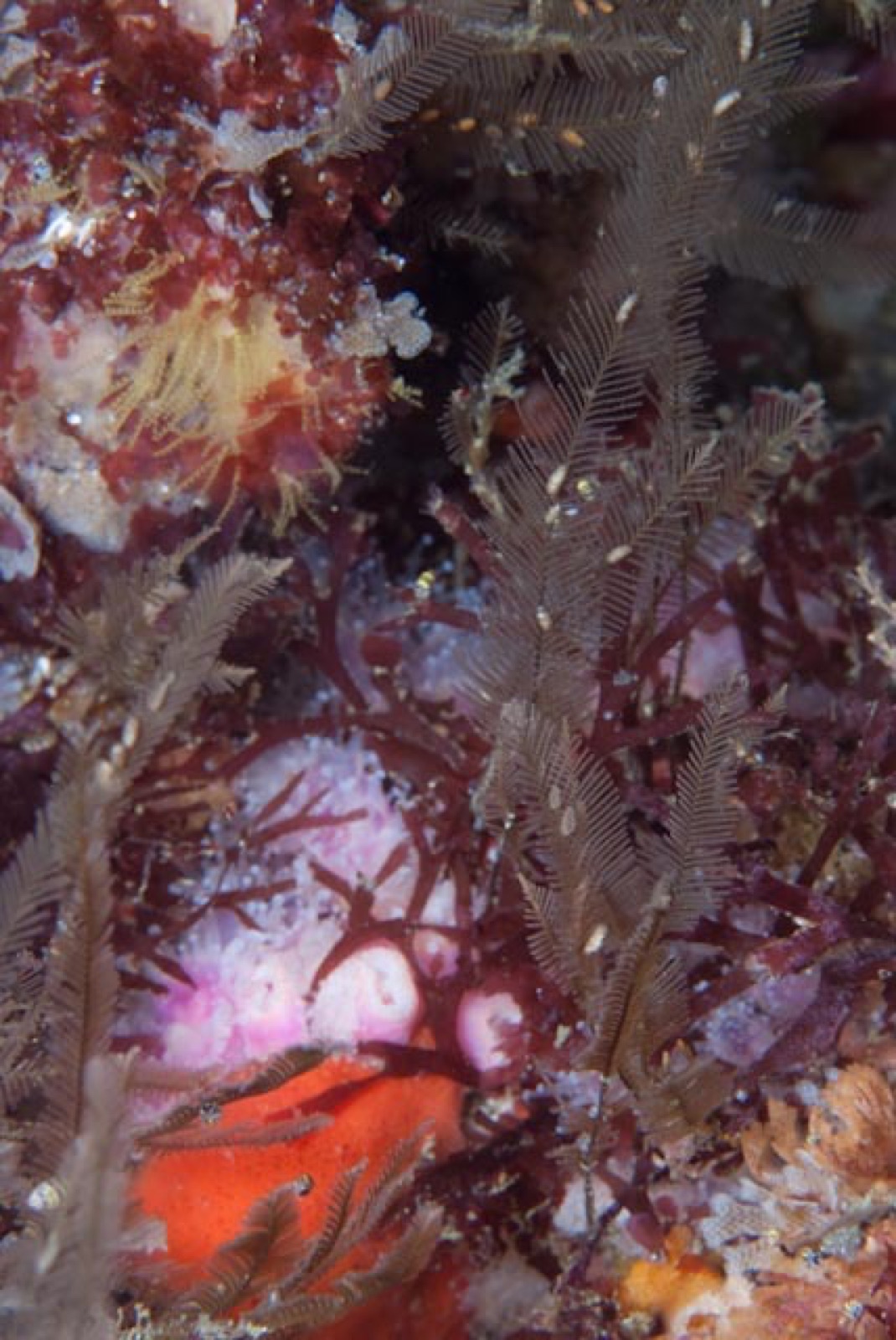 Photo of Feather hydroid (Aglaophenia pluma)