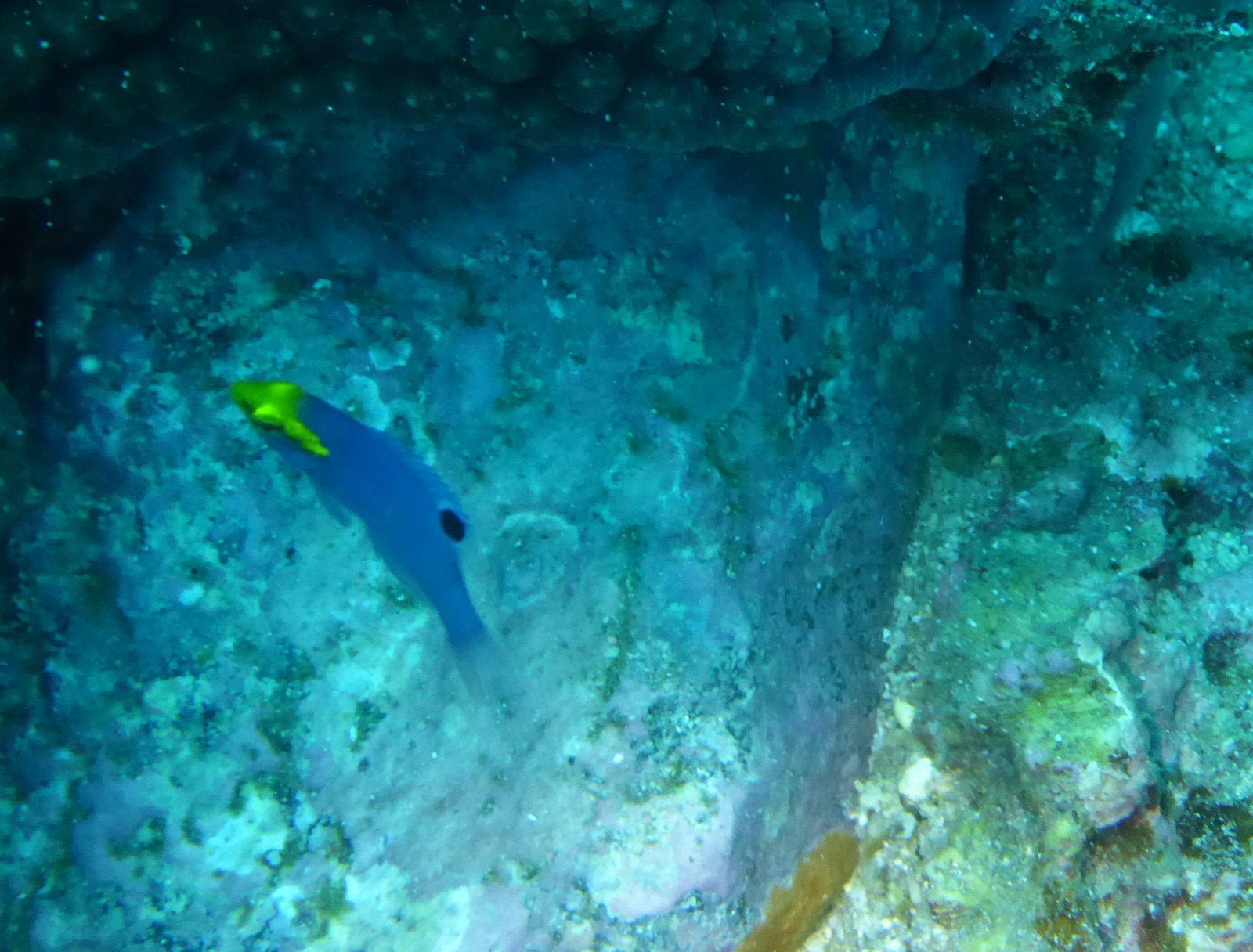 Photo of Speciosus hogfish (Bodianus speciosus)