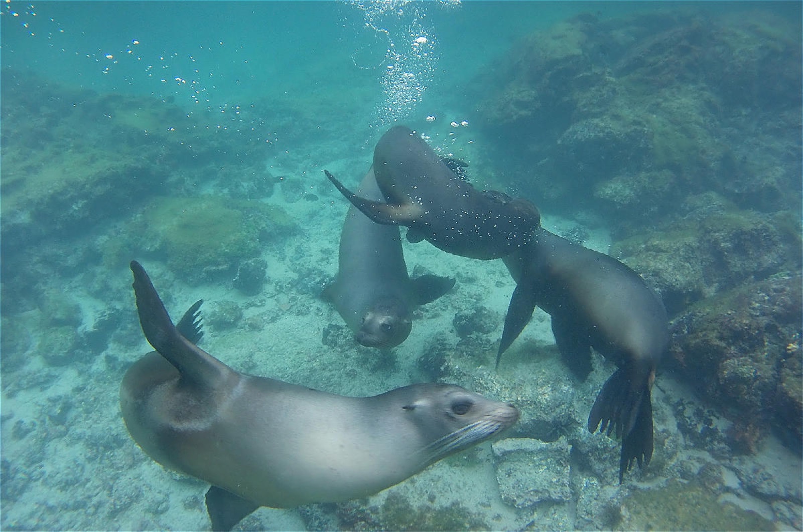 Photo of Galapagos Sea Lion (Zalophus wollebaeki)
