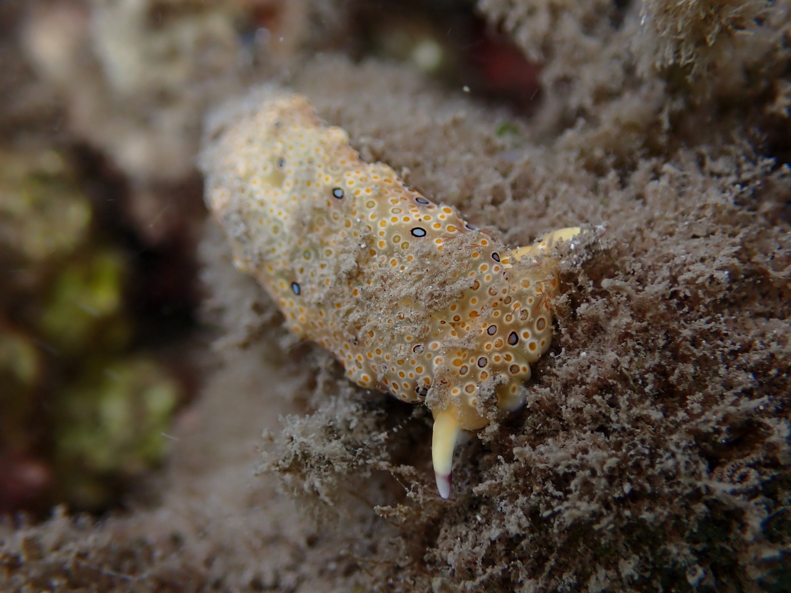 Foto de Plakobranchus ocelado (Plakobranchus ocellatus)