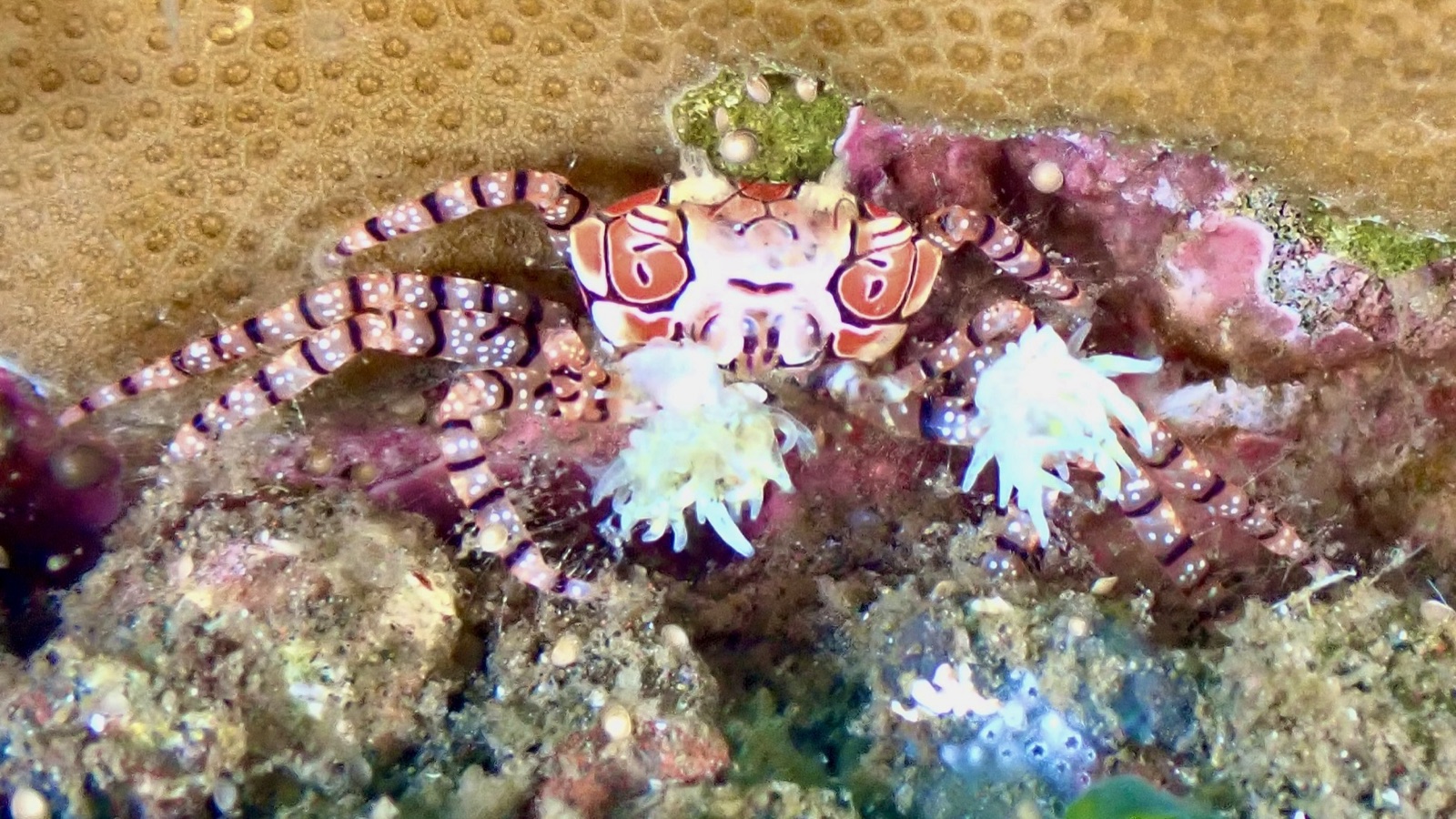 Photo of Boxer Crab (Lybia tessellata)