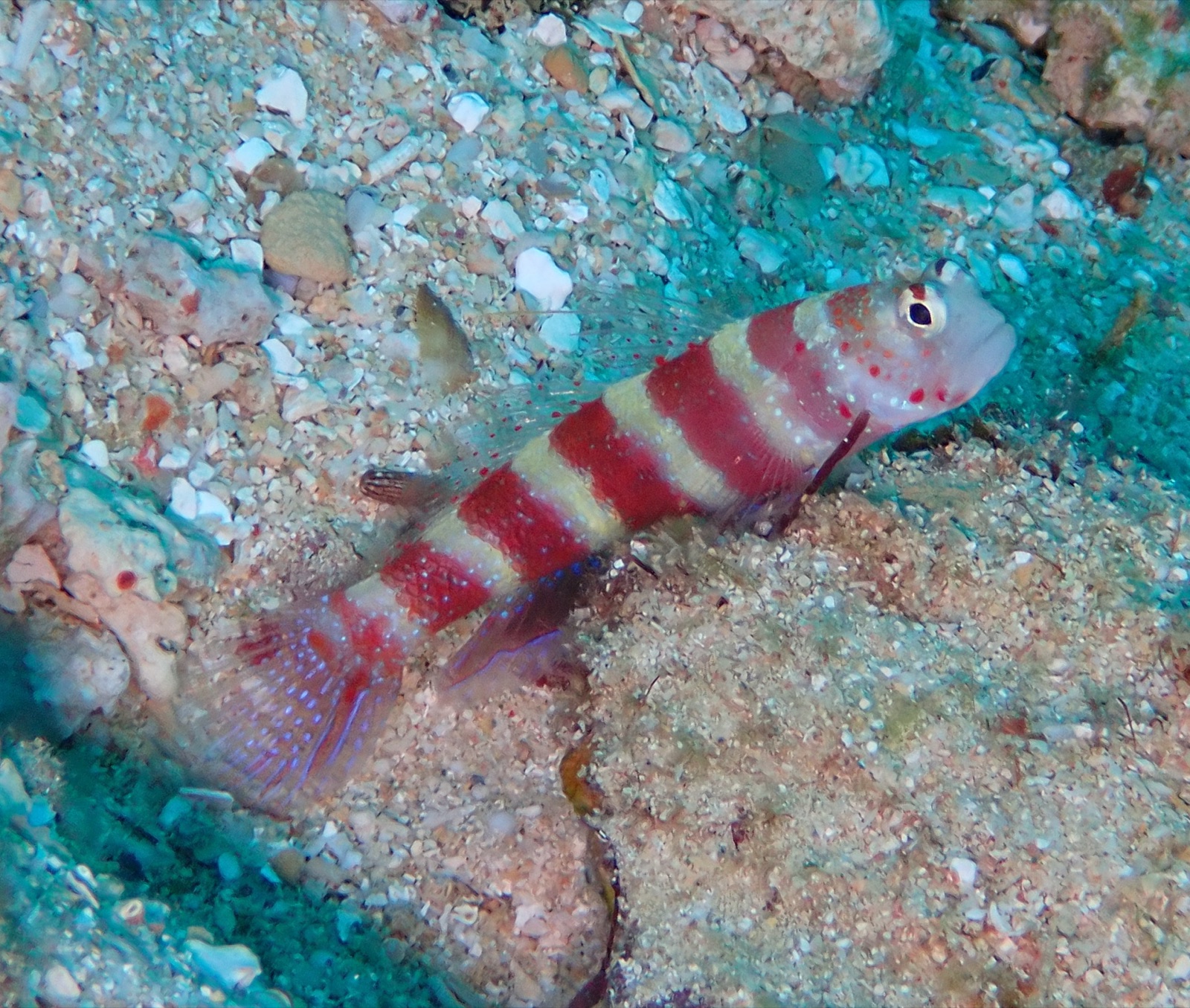 Photo of Wheeler's shrimpgoby (Amblyeleotris wheeleri)