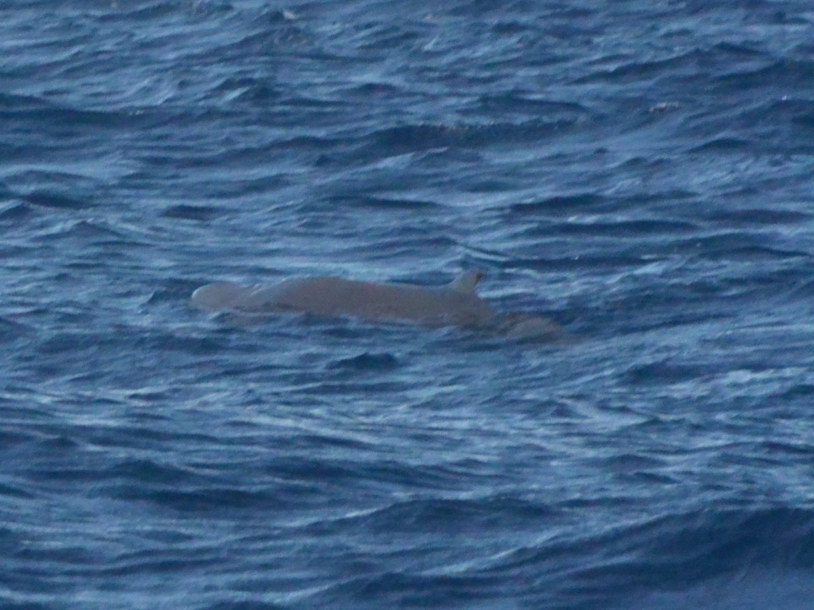 Photo of Pygmy Sperm Whale (Kogia breviceps)