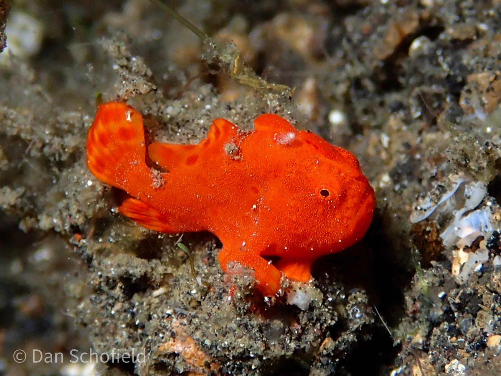Photo of Painted frogfish (Antennarius pictus)