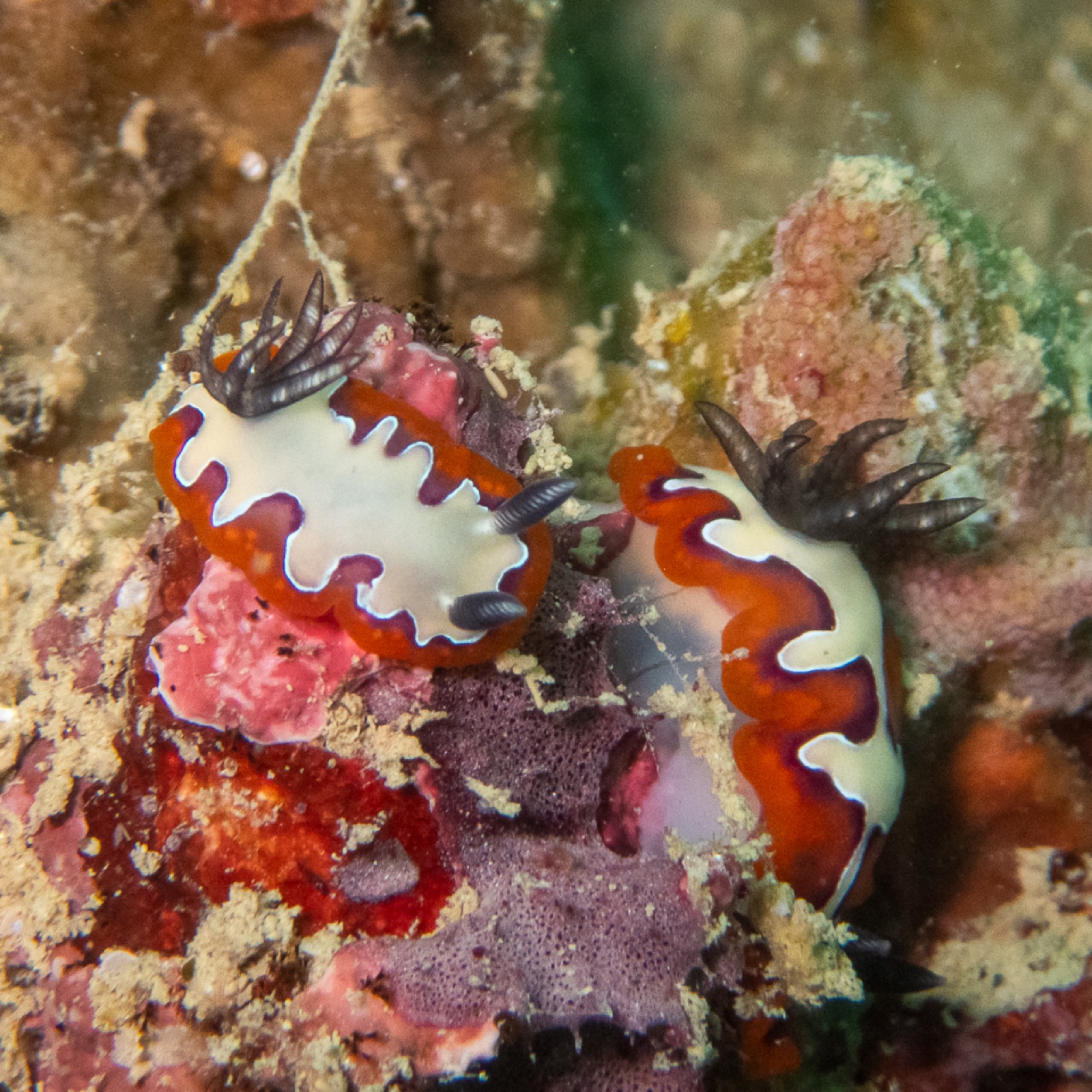 Photo of Faithful goniobranchus (Goniobranchus fidelis)