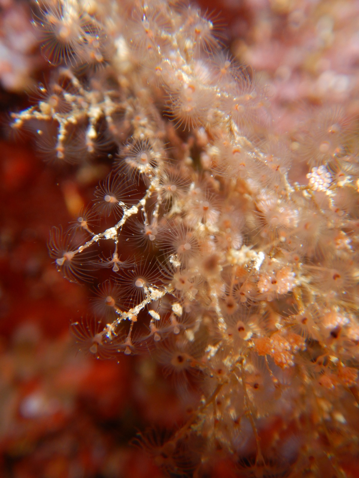 Photo of Cluster hydroid (Eudendrium racemosum)