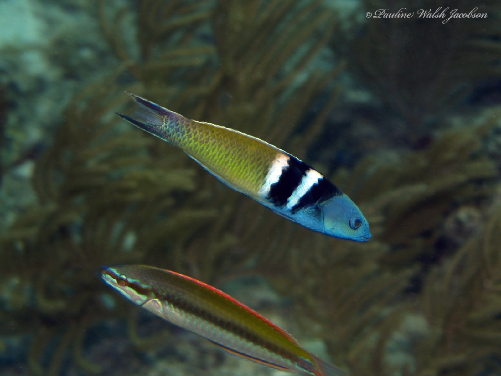 Photo of Rainbow wrasse (Halichoeres pictus)