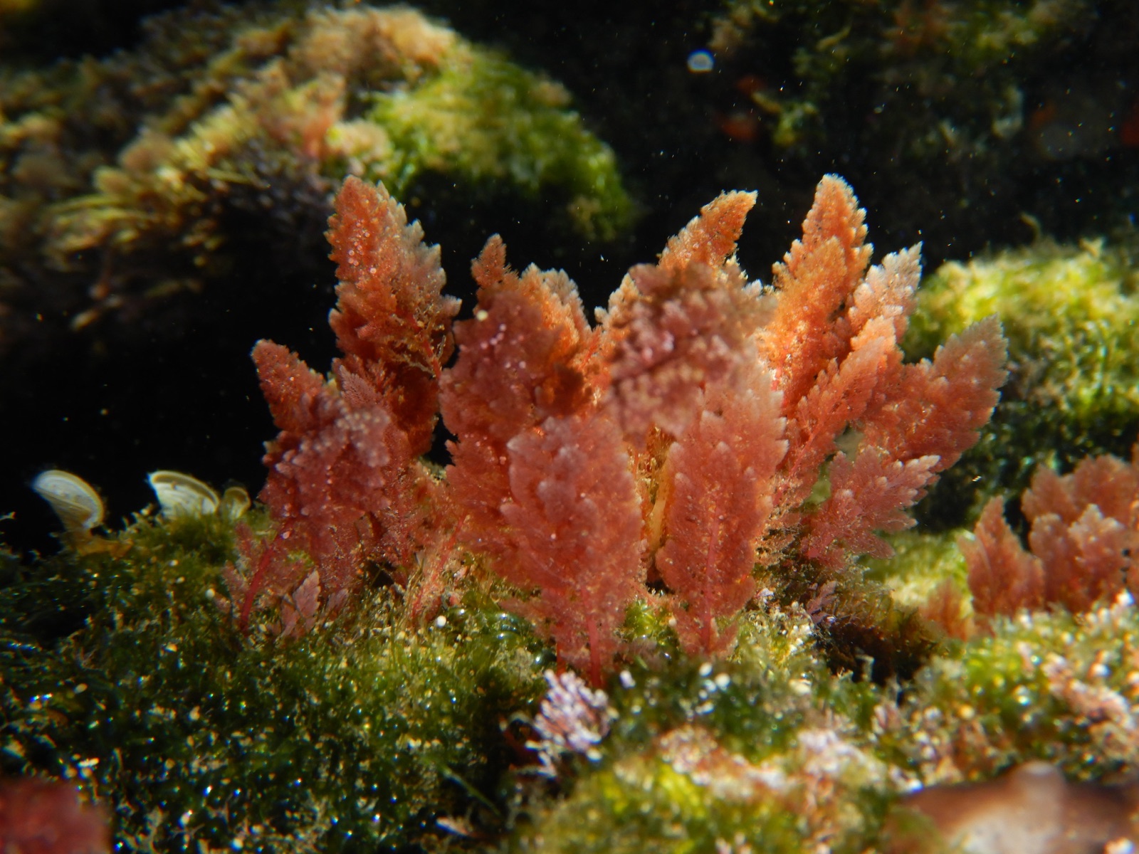 Photo of Invasive Red Seaweed (Asparagopsis taxiformis)