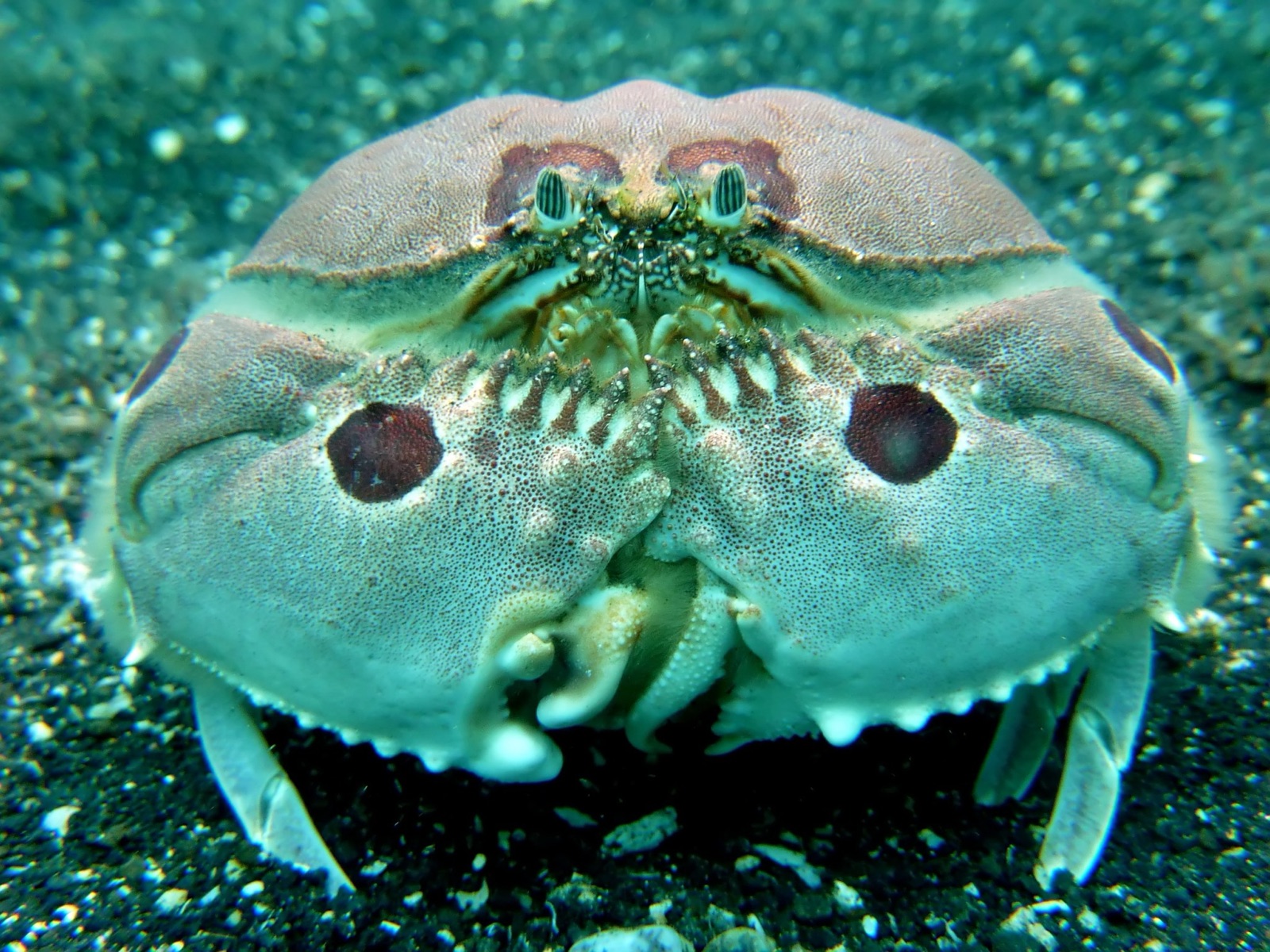 Photo of Sand Box Crab (Calappa philargius)