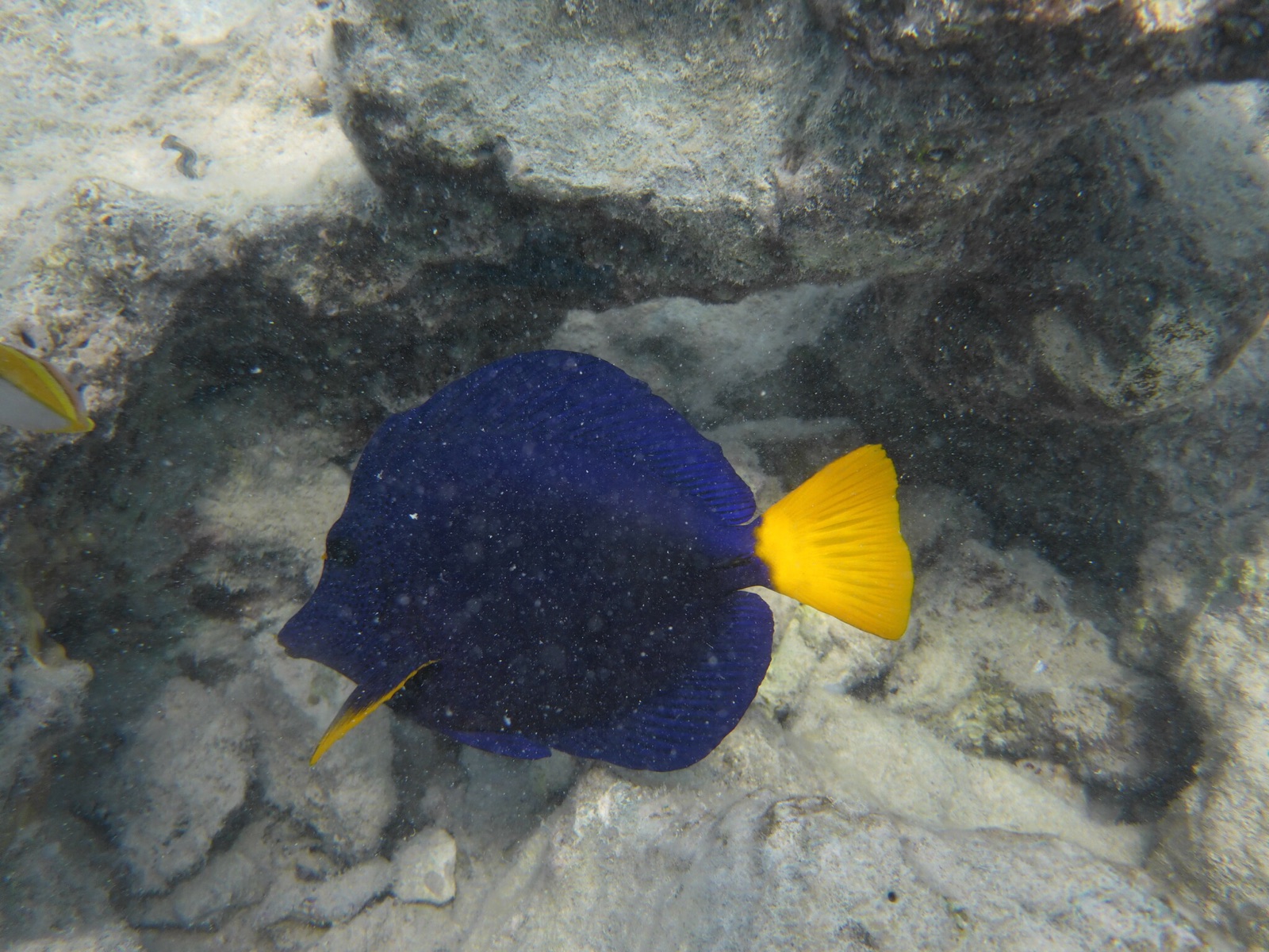 Photo of Yellowtail tang (Zebrasoma xanthurum)