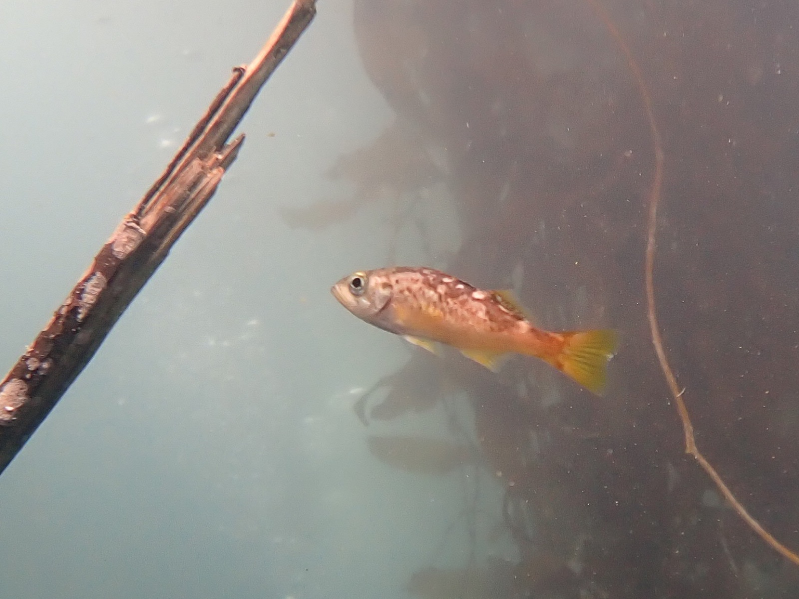 Photo of olive rockfish (Sebastes serranoides)