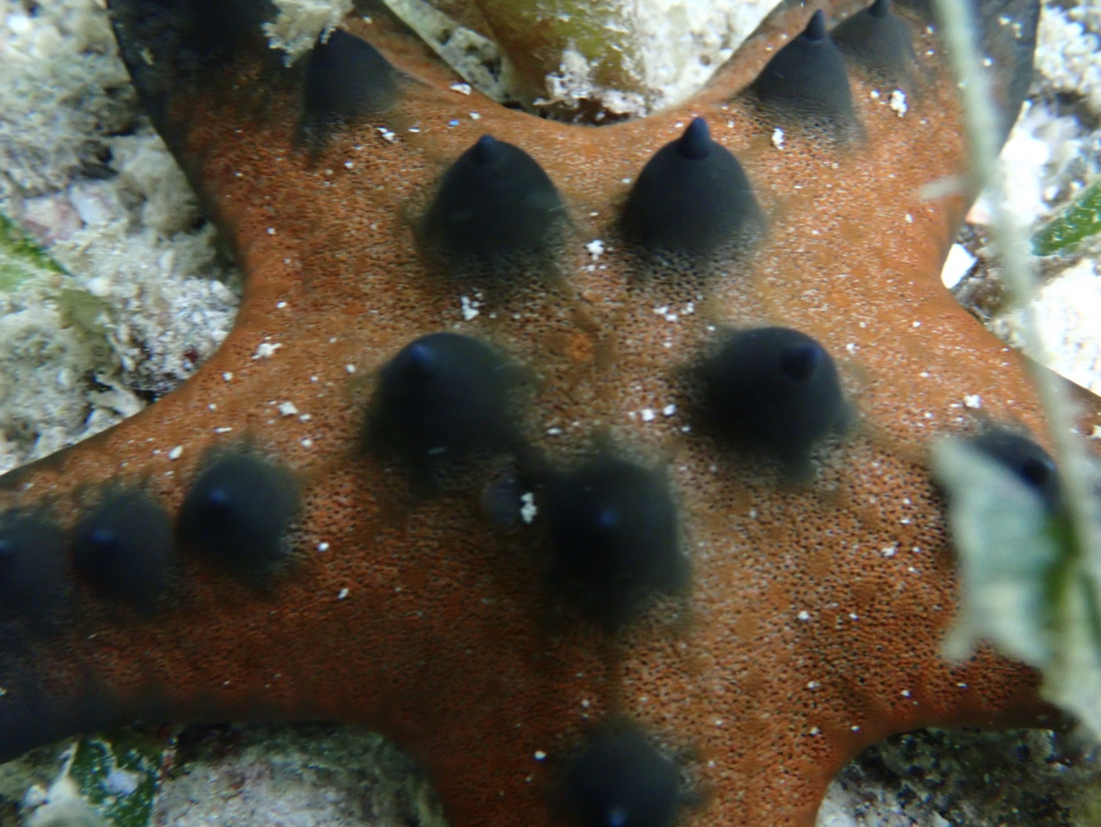 Photo of Chocolate chip sea star (Protoreaster nodosus)