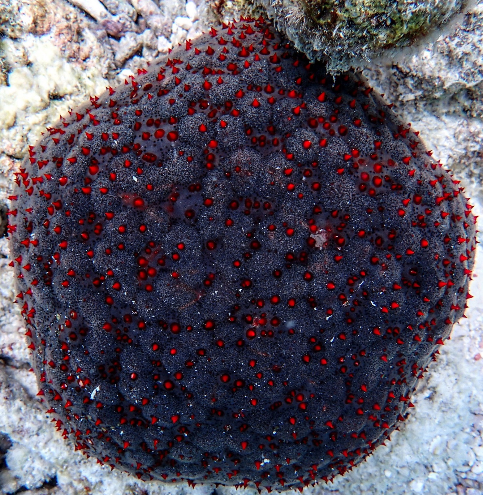 Photo of Pincushion sea star (Culcita schmideliana)