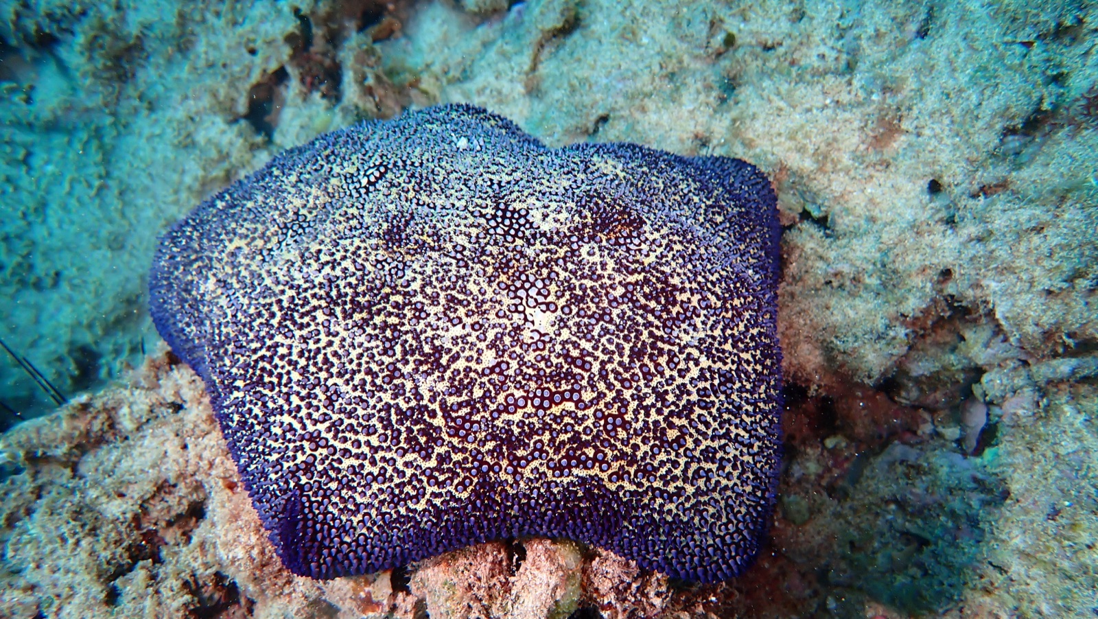 Photo of Cushion sea star (Culcita novaeguineae)