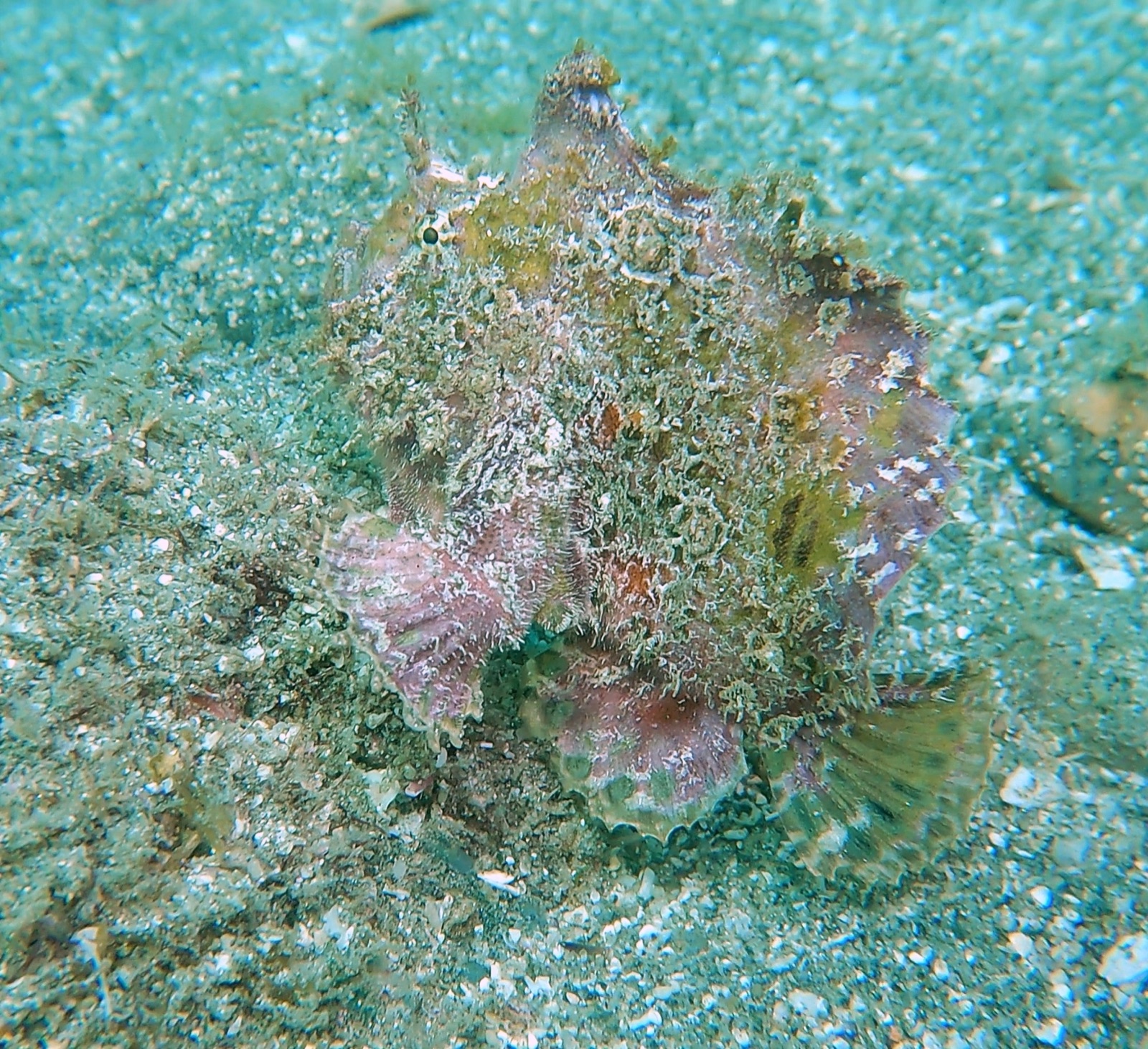 Photo of Roughjaw frogfish (Antennarius avalonis)
