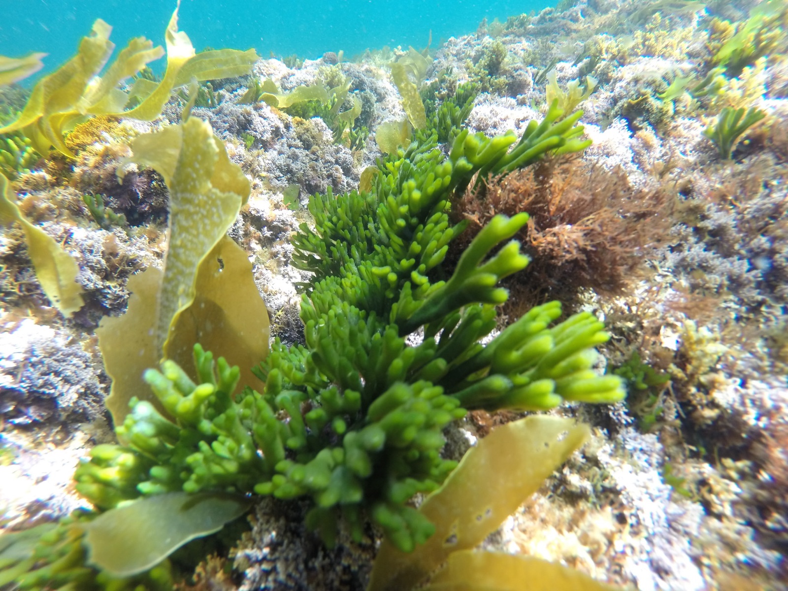 Photo of Velvet Horn (Codium tomentosum)