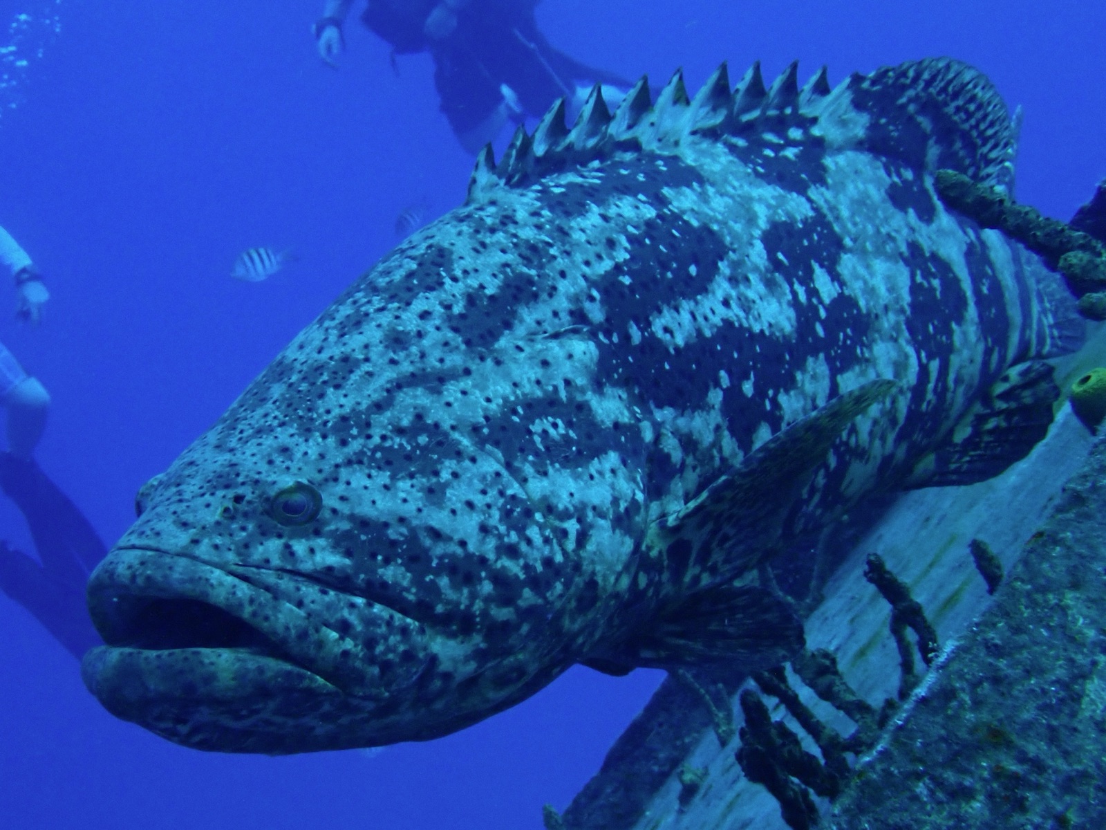 Photo of Atlantic goliath grouper (Epinephelus itajara)