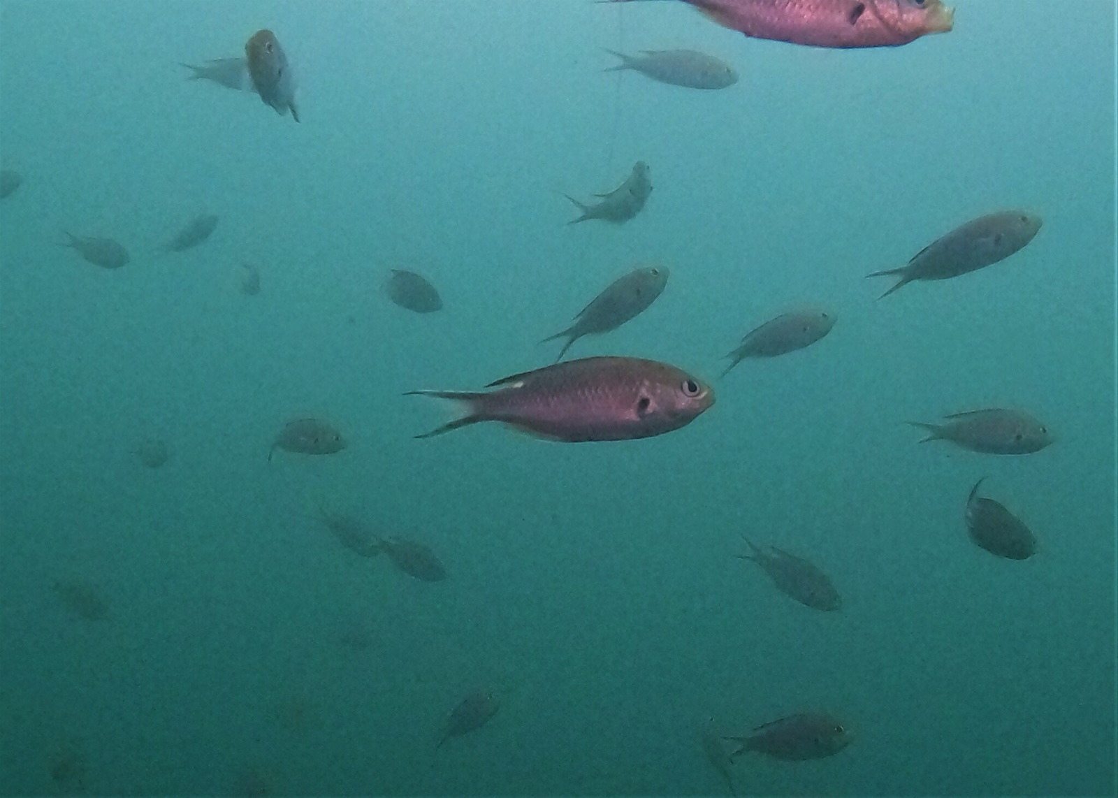 Foto de Castaneta tijereta (Chromis atrilobata)