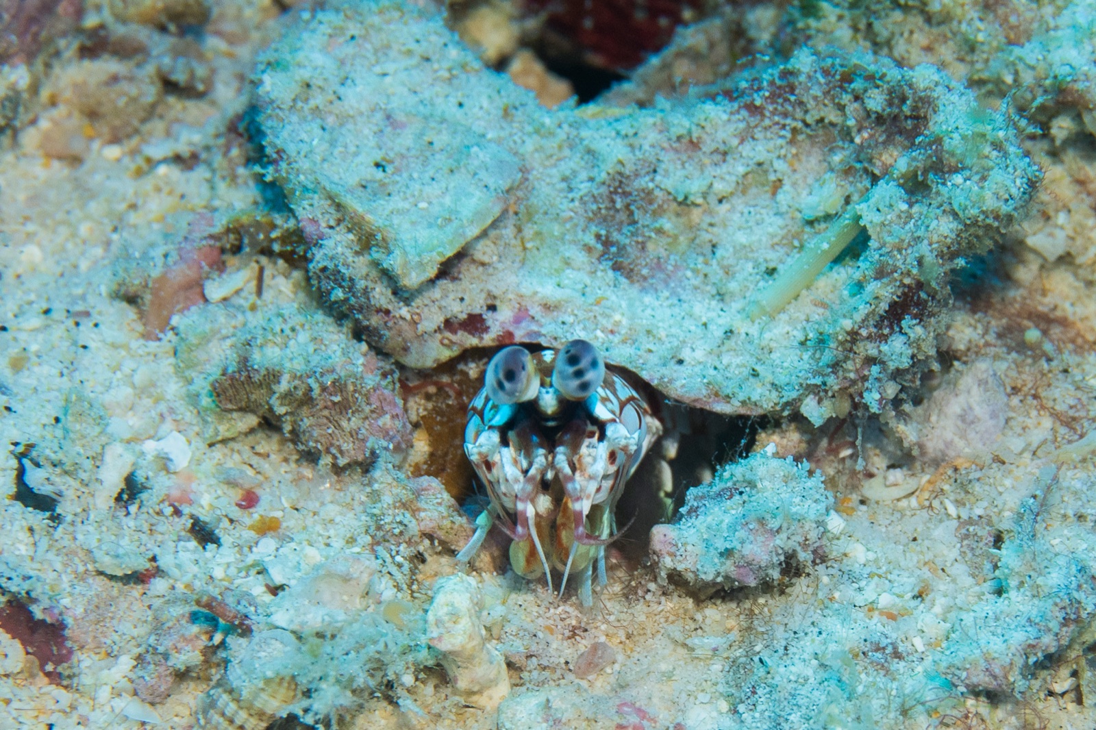 Photo of Short-rostrum Mantis Shrimp (Odontodactylus brevirostris)