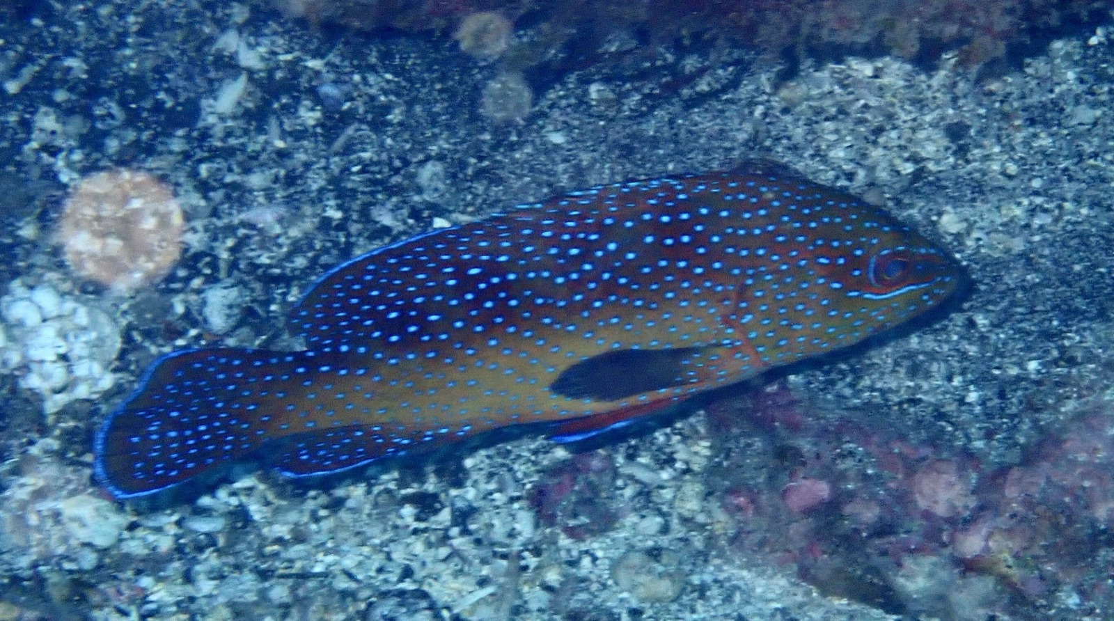 Photo de Mérou de Gorée (Cephalopholis taeniops)
