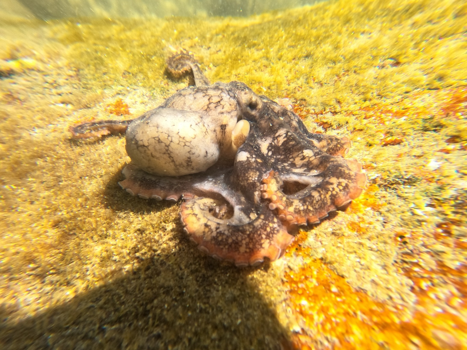 Photo of Two-spot octopus (Octopus bimaculatus)