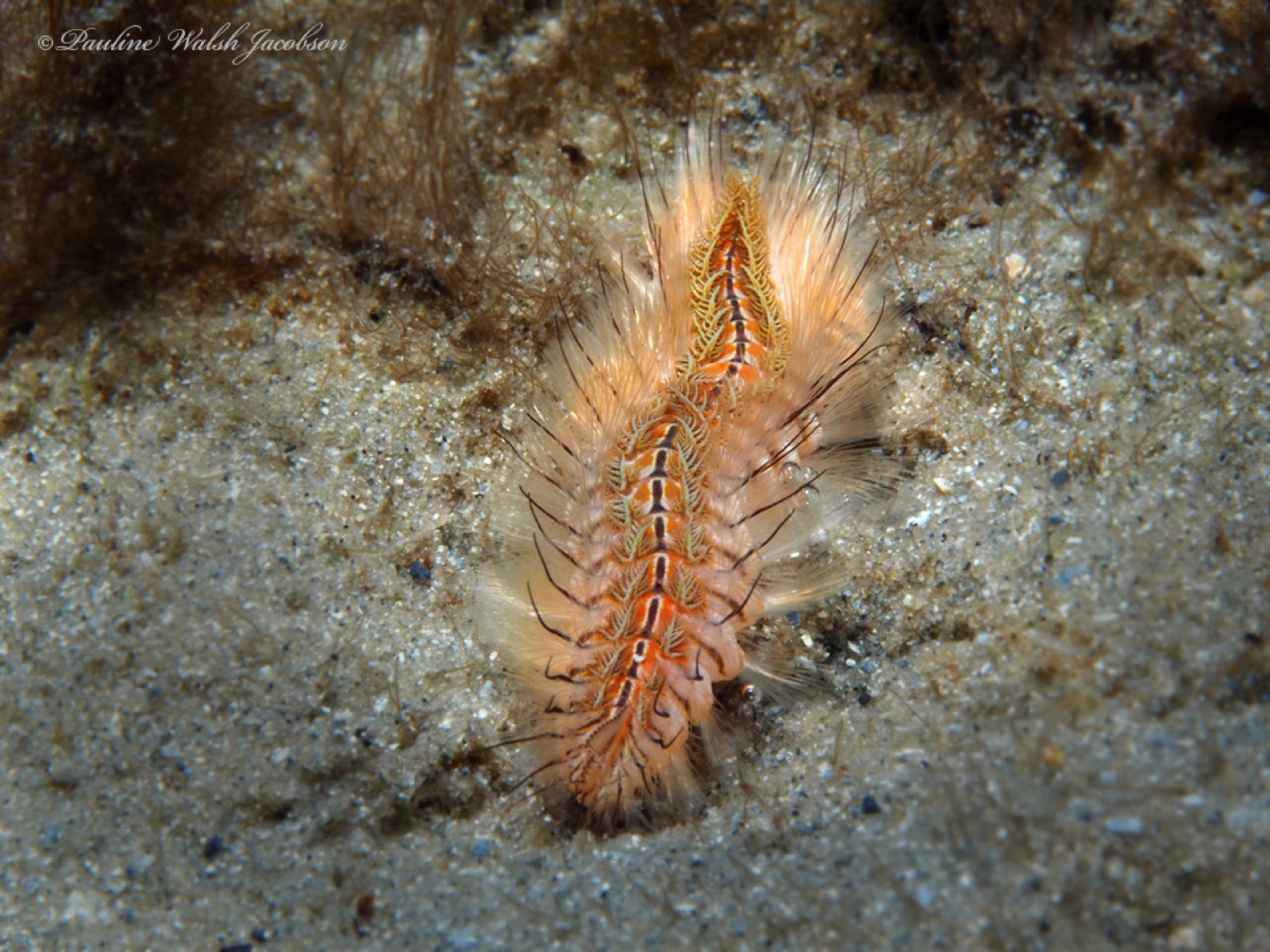 Photo of Green fireworm (Chloeia viridis)