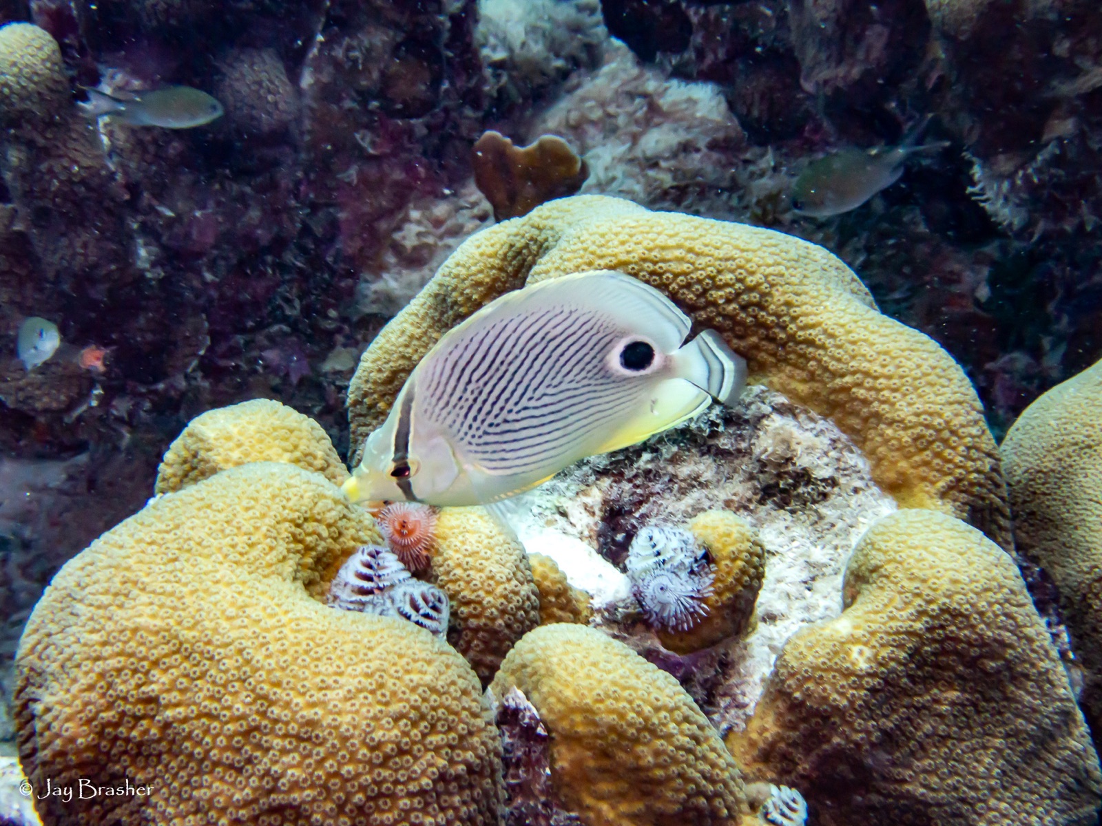 Photo of Brown chromis (Chromis multilineata)