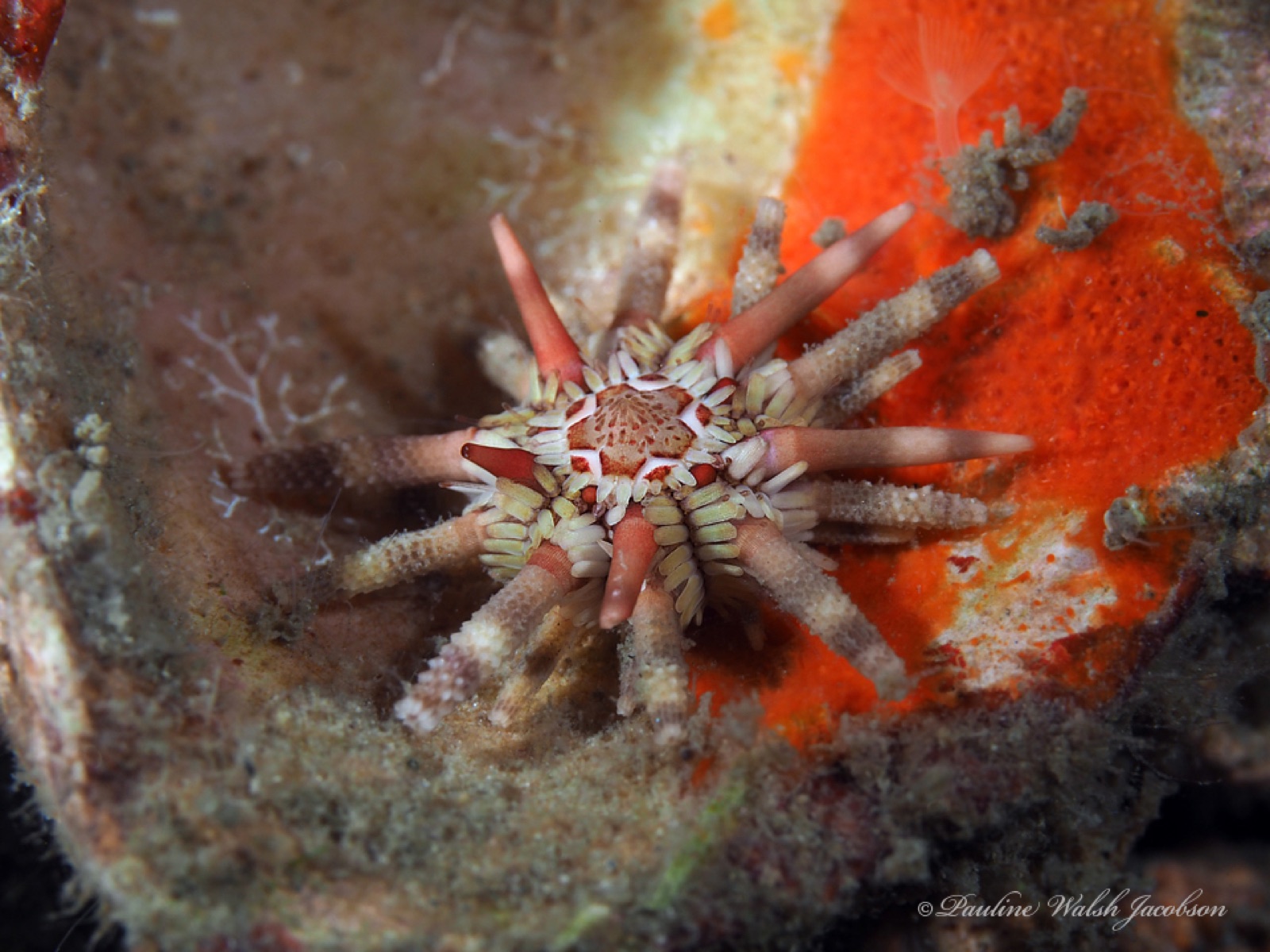 Photo of Slate-pencil urchin (Eucidaris tribuloides)