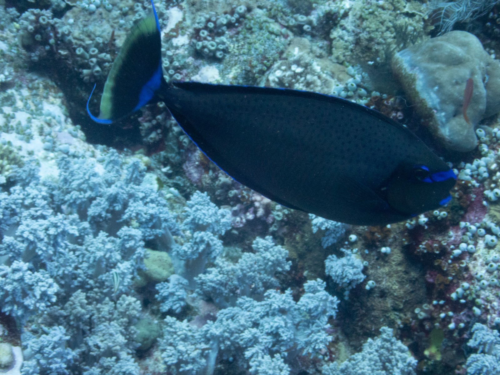 Photo of Vlaming's unicornfish (Naso vlamingii)