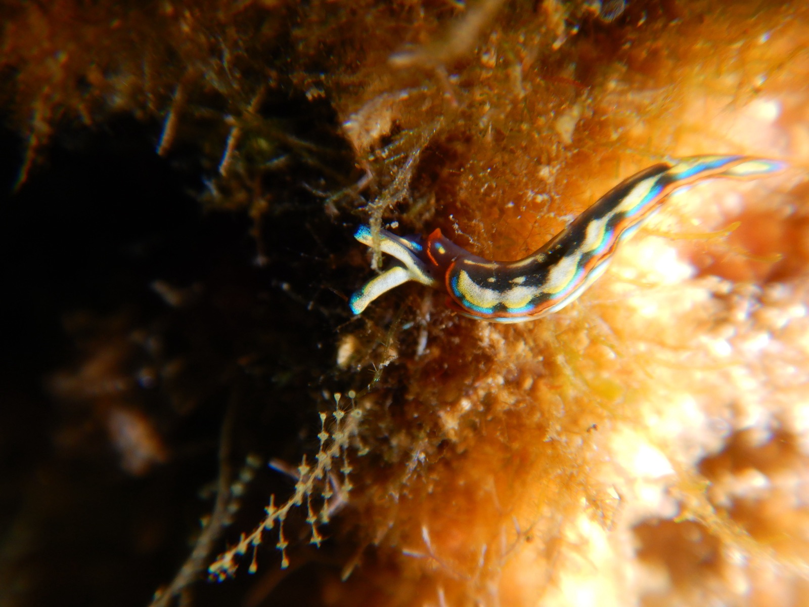 Photo of Hope's thuridilla (Thuridilla hopei)
