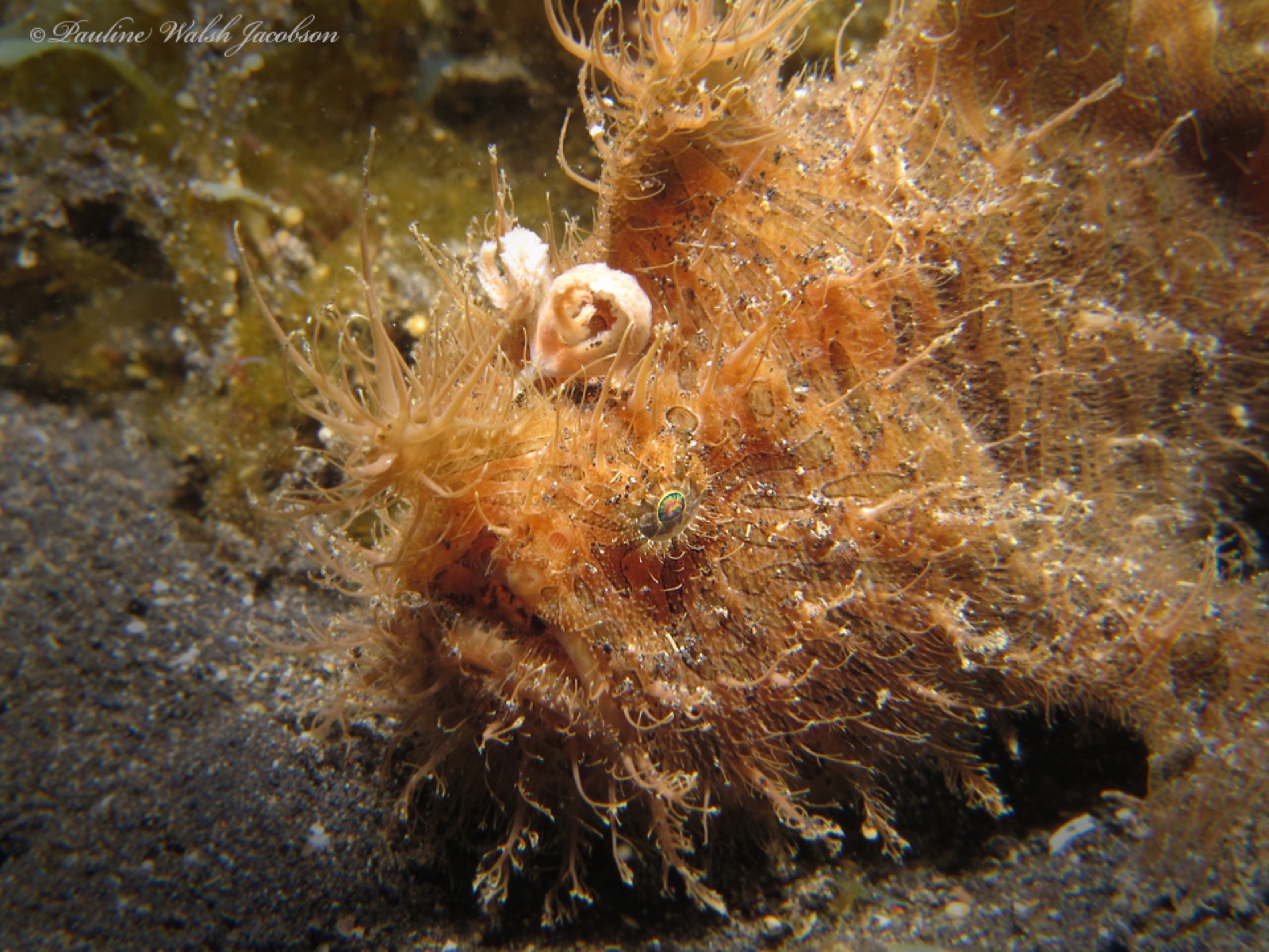 Photo of Striated frogfish (Antennarius striatus)