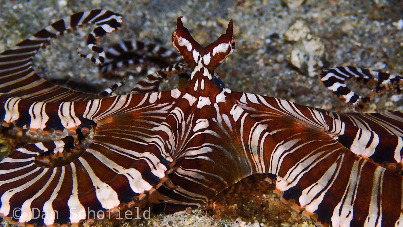 Photo of Wunderpus octopus (Wunderpus photogenicus)