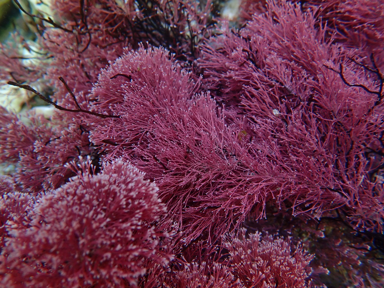 Photo of Red Jania (Jania rubens)