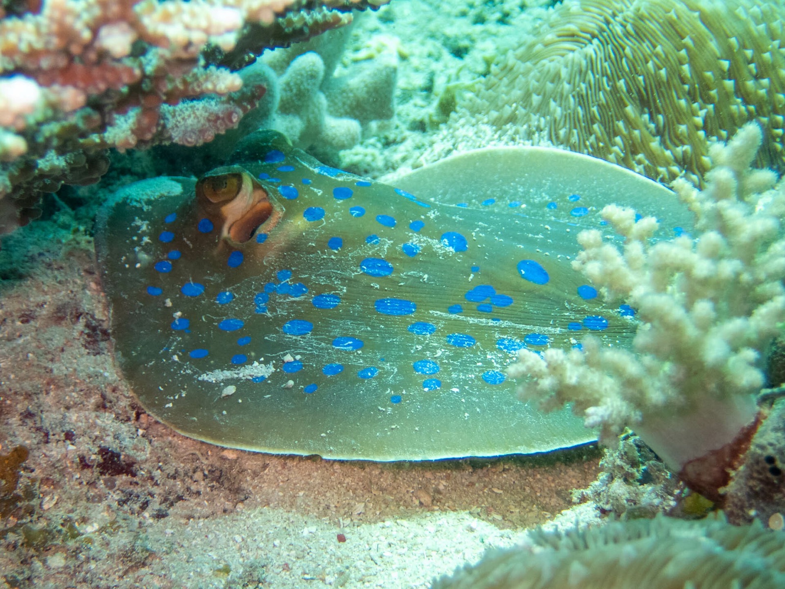 Photo of Bluespotted ribbontail ray (Taeniura lymma)