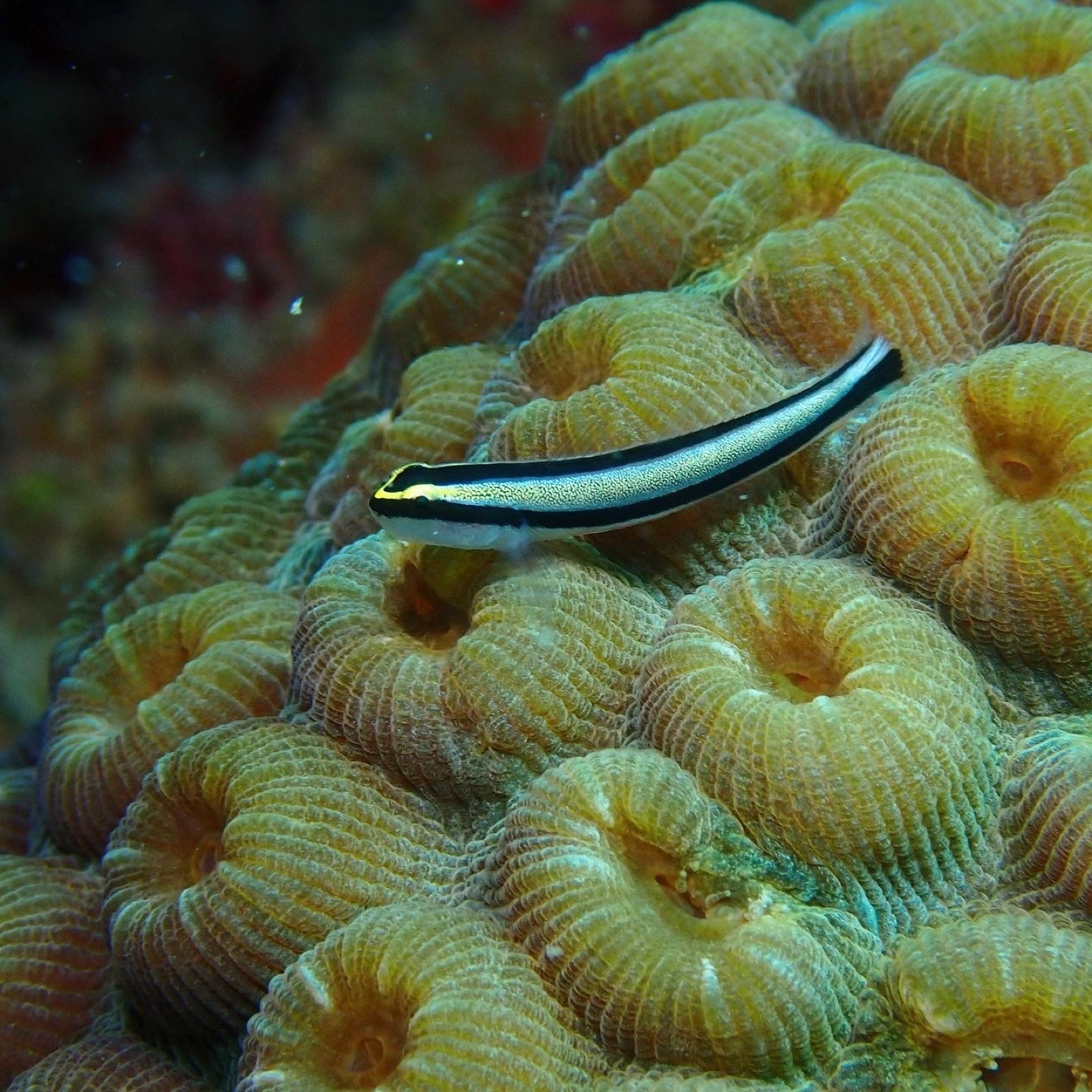 Photo of Cleaning goby (Elacatinus genie)