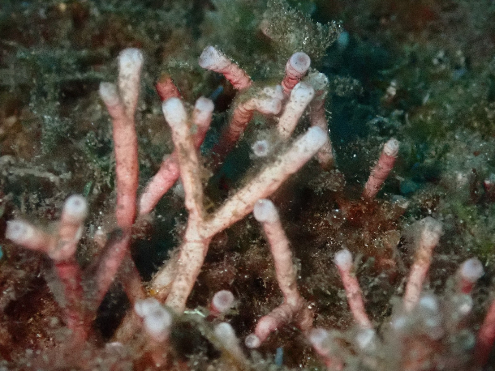 Photo of Rough Galaxaura (Galaxaura rugosa)