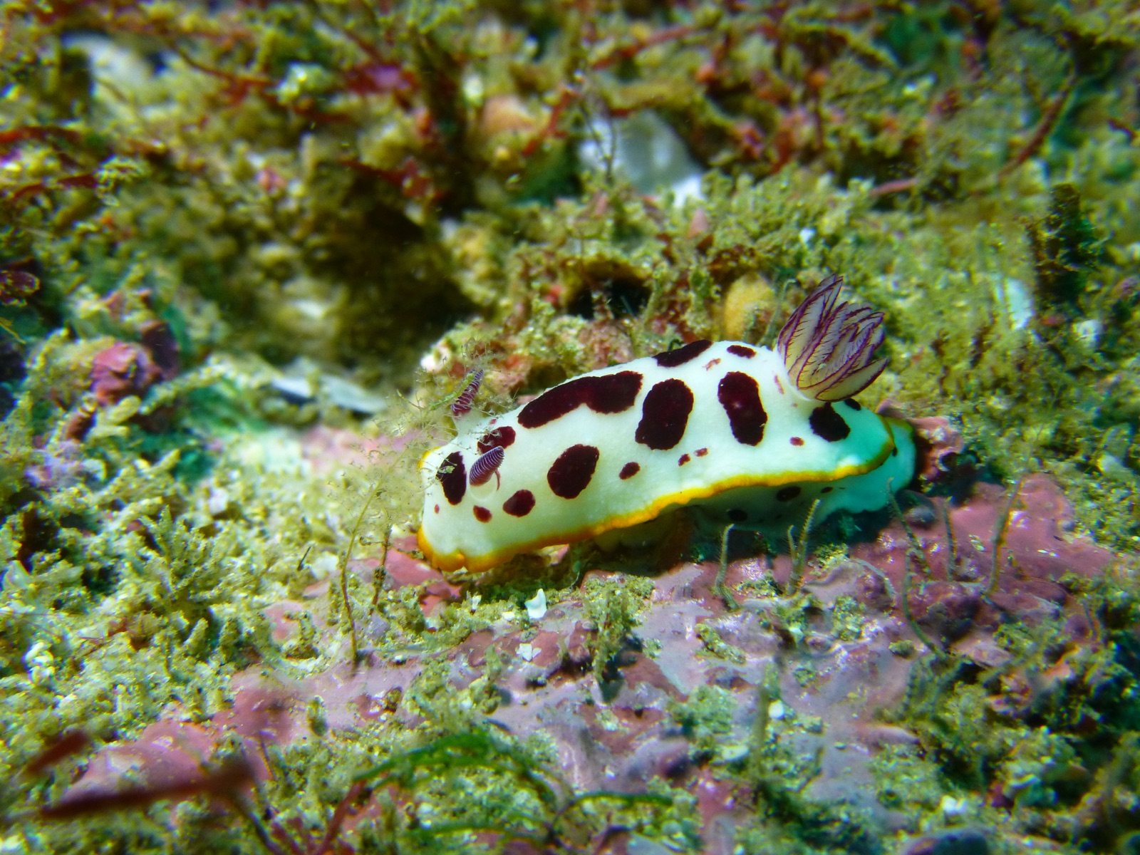 Photo of Splendid goniobranchus (Goniobranchus splendidus)