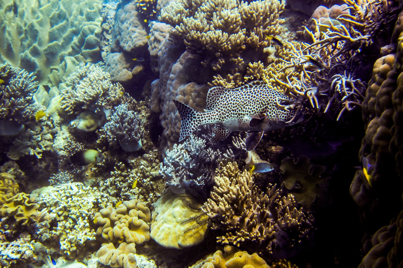 Foto de Boquinegro arlequín (Plectorhinchus chaetodonoides)