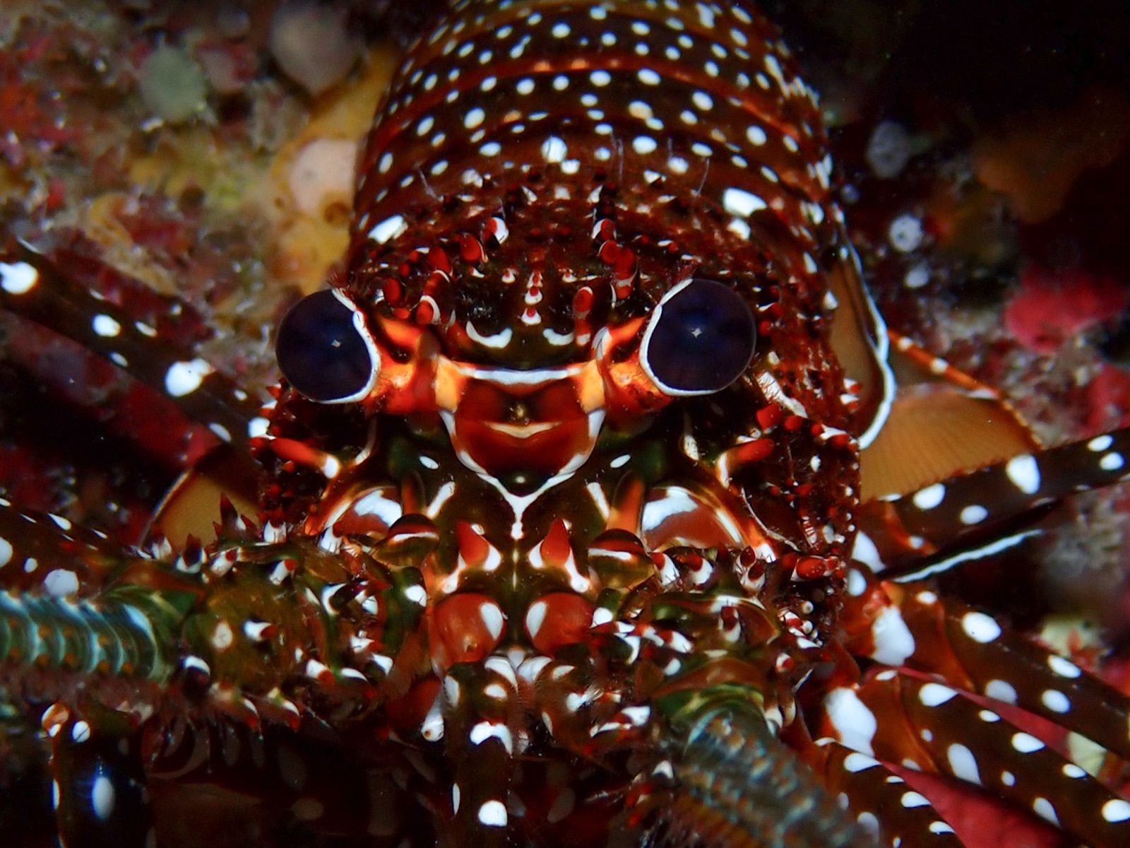 Photo of Spotted spiny lobster (Panulirus guttatus)