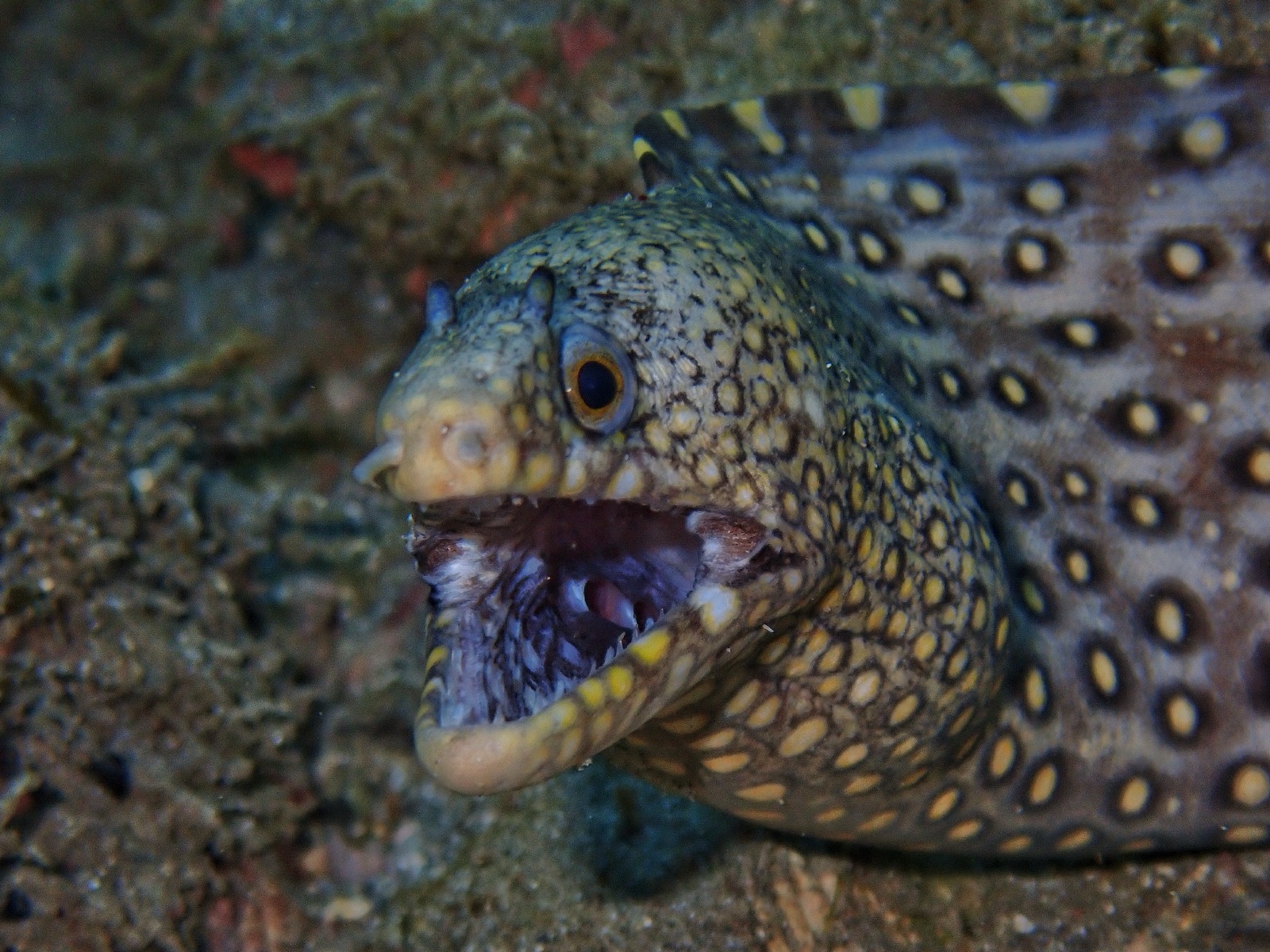 Foto de Morena con pecas doradas (Muraena lentiginosa)