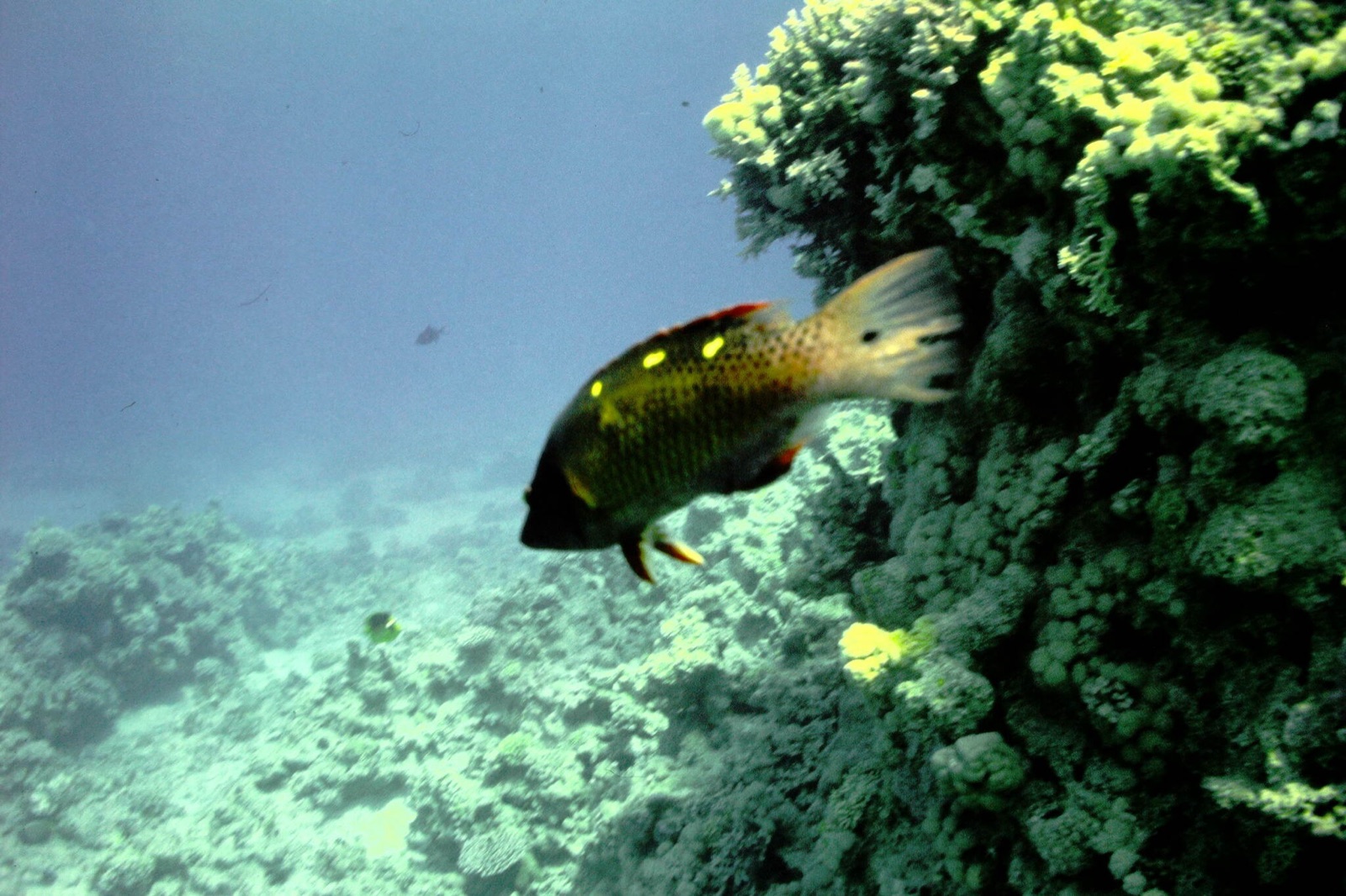 Photo of Diana's hogfish (Bodianus diana)