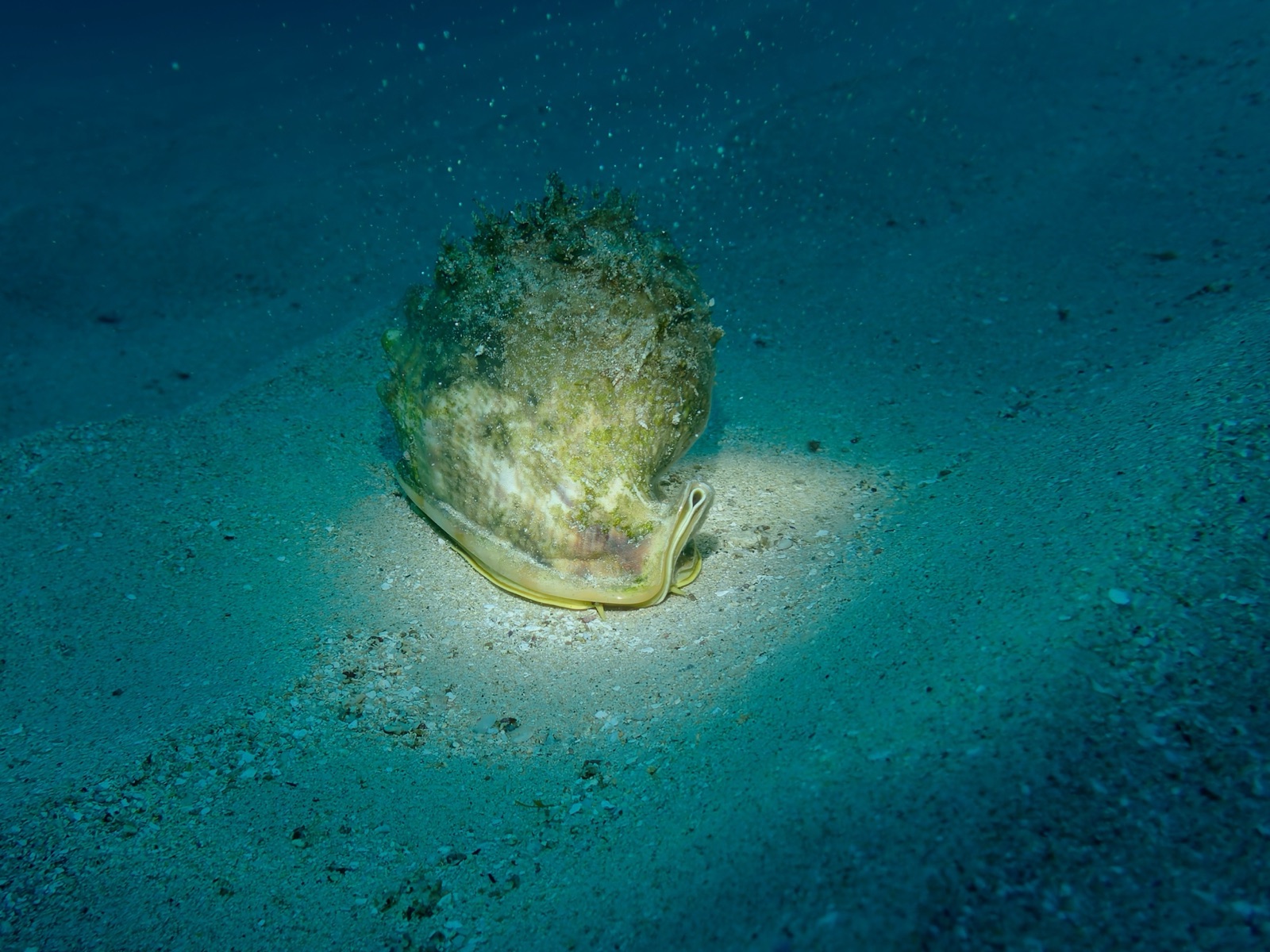 Photo of Giant Helmet (Cassis cornuta)