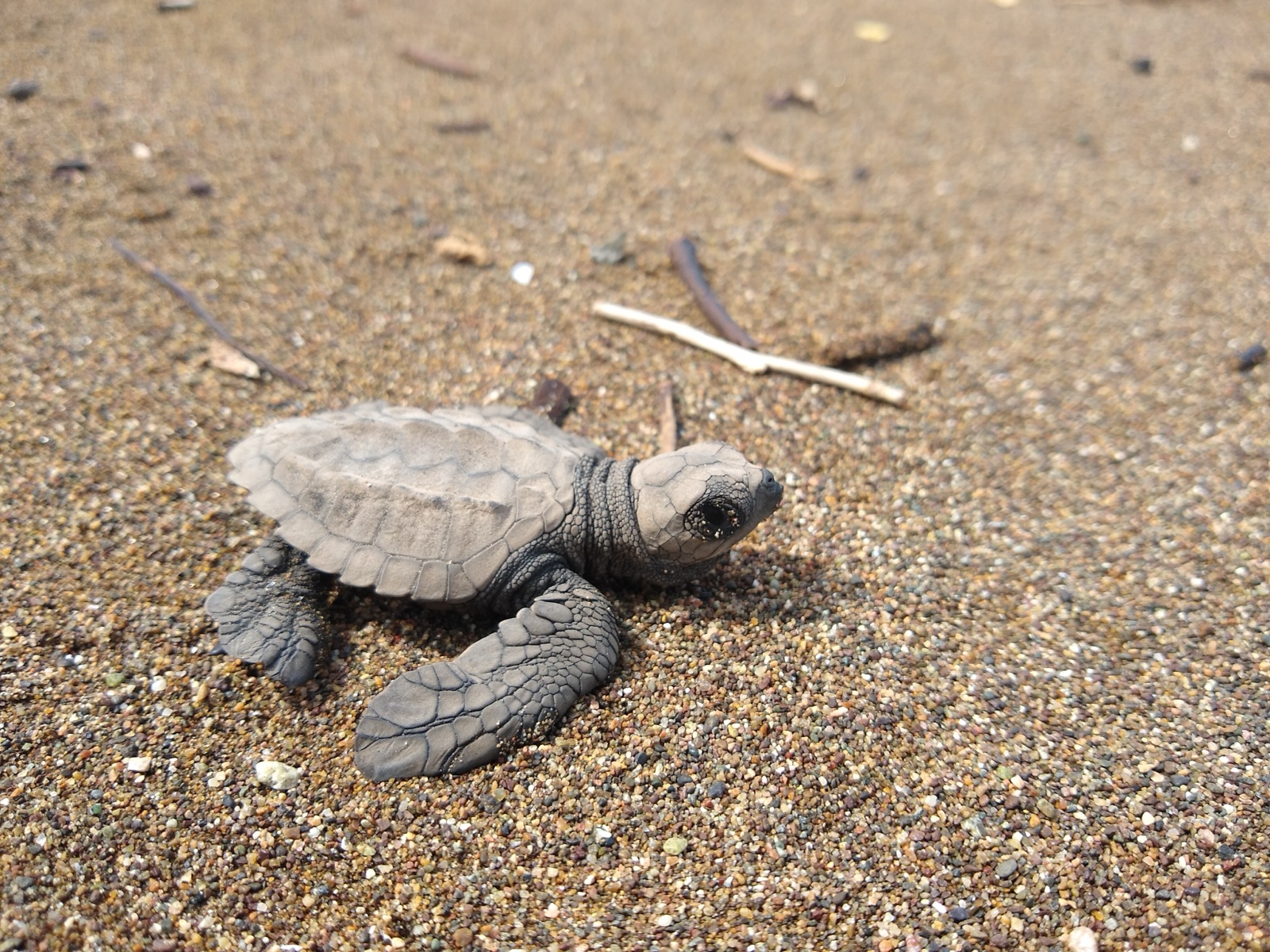 Photo of Olive ridley turtle (Lepidochelys olivacea)