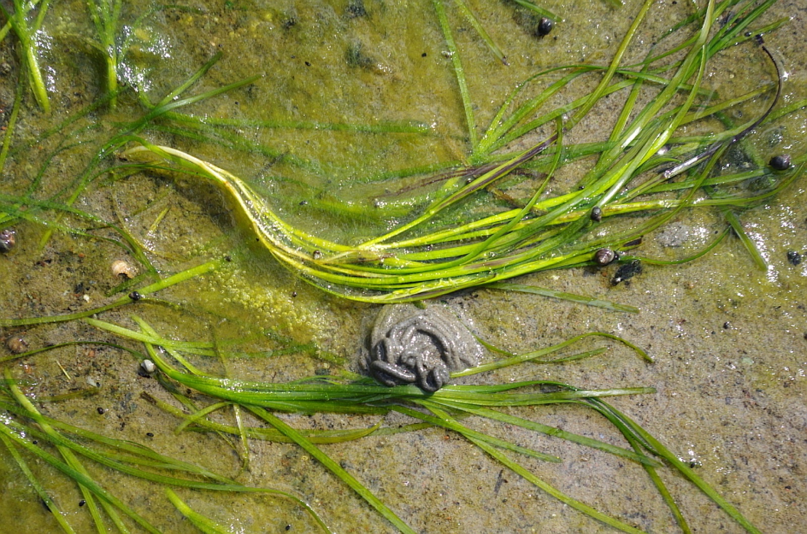 Photo of Eelgrass (Zostera marina)