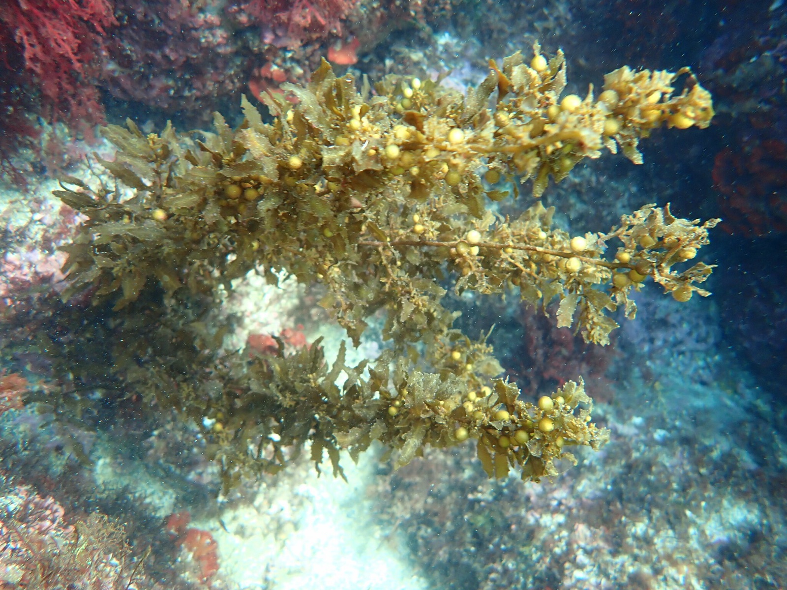 Photo of Common sargassum (Sargassum vulgare)