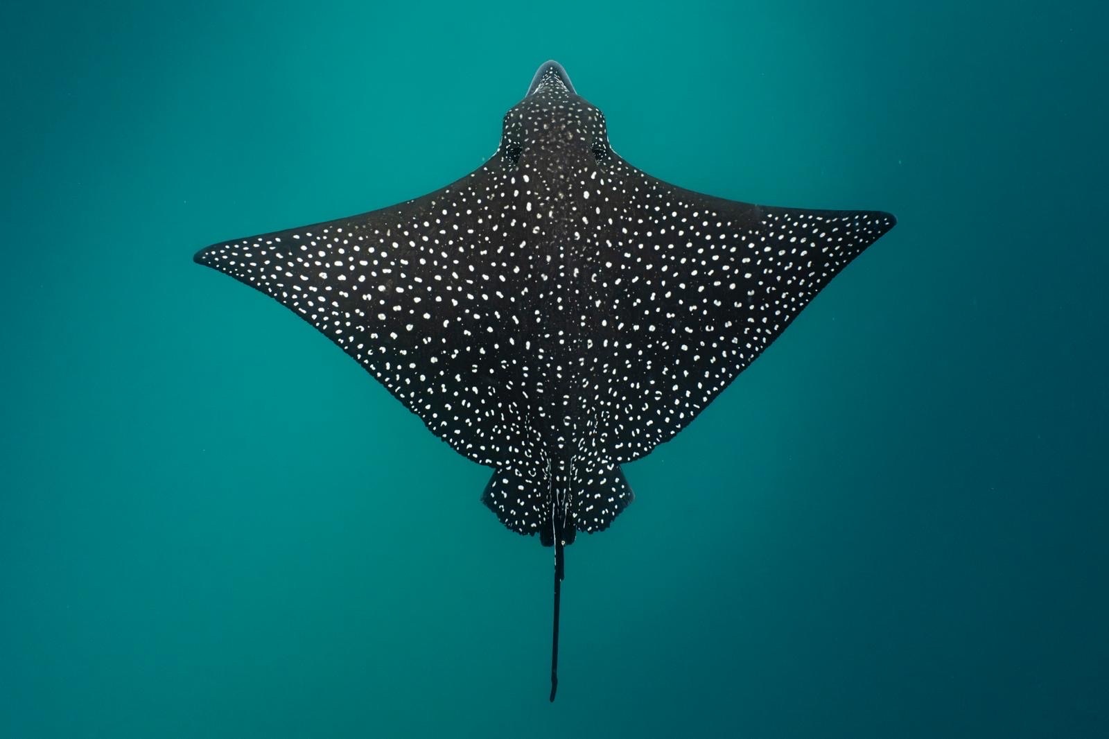 Photo of Ocellated eagle ray (Aetobatus ocellatus)