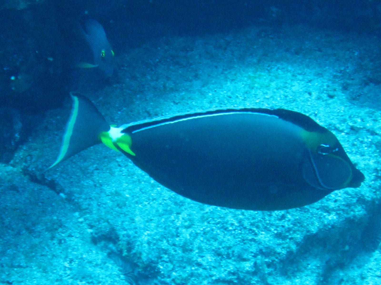 Photo of Orangespine unicornfish (Naso lituratus)