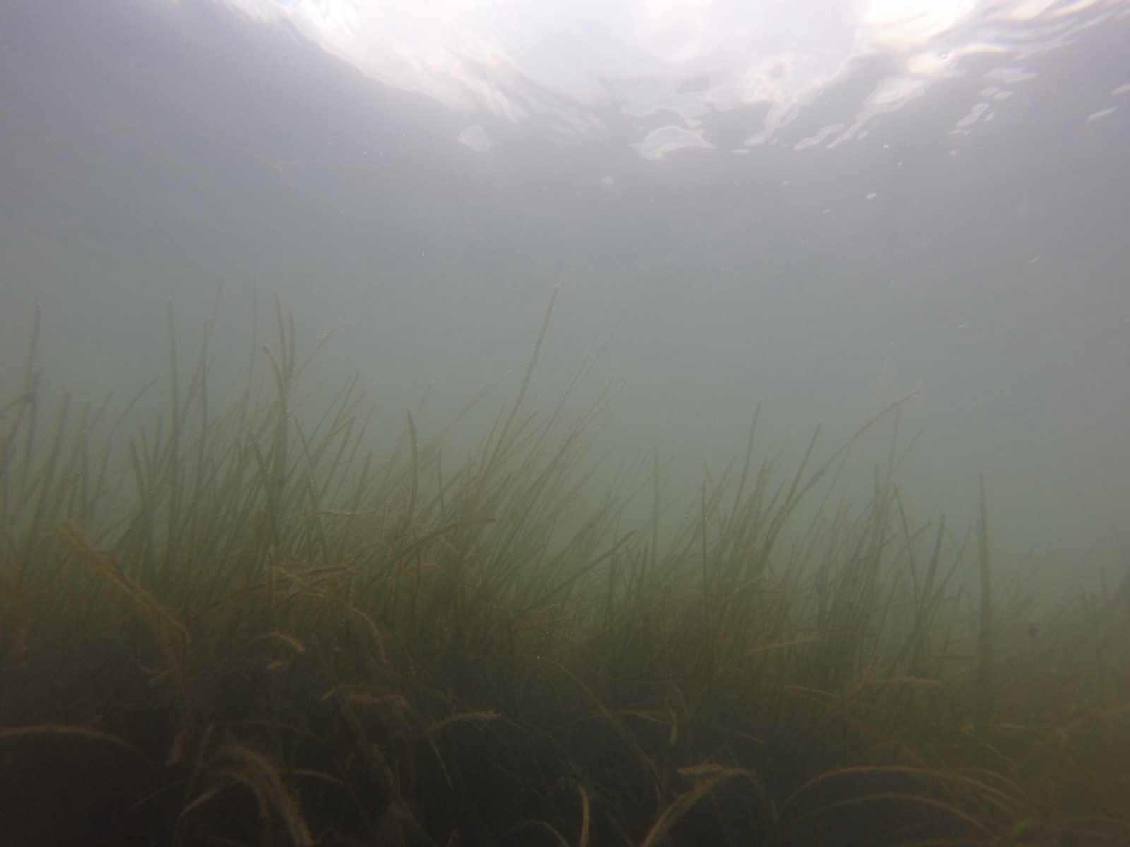 Photo of Dwarf Eelgrass (Zostera noltii)
